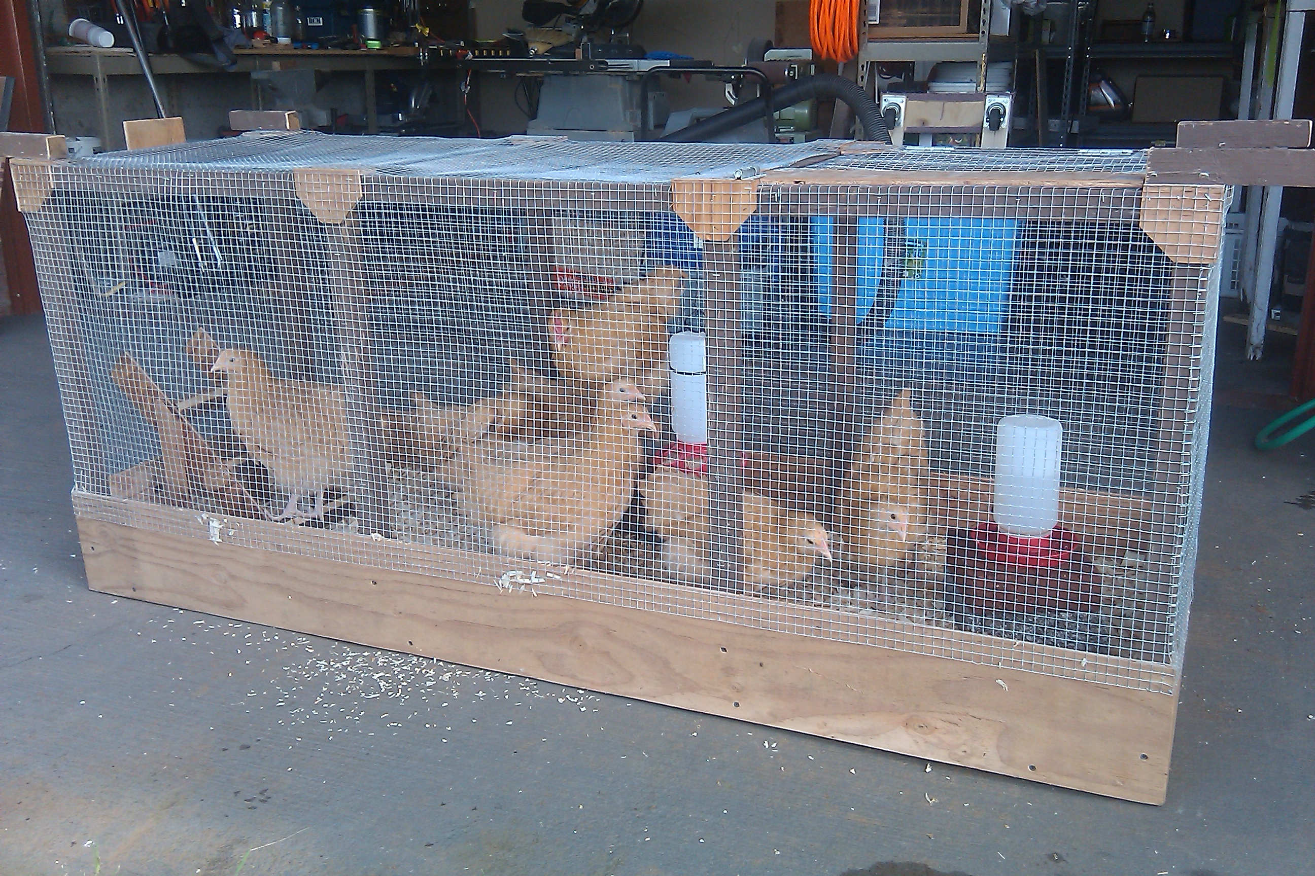 BO's about to leave the juvi brooder