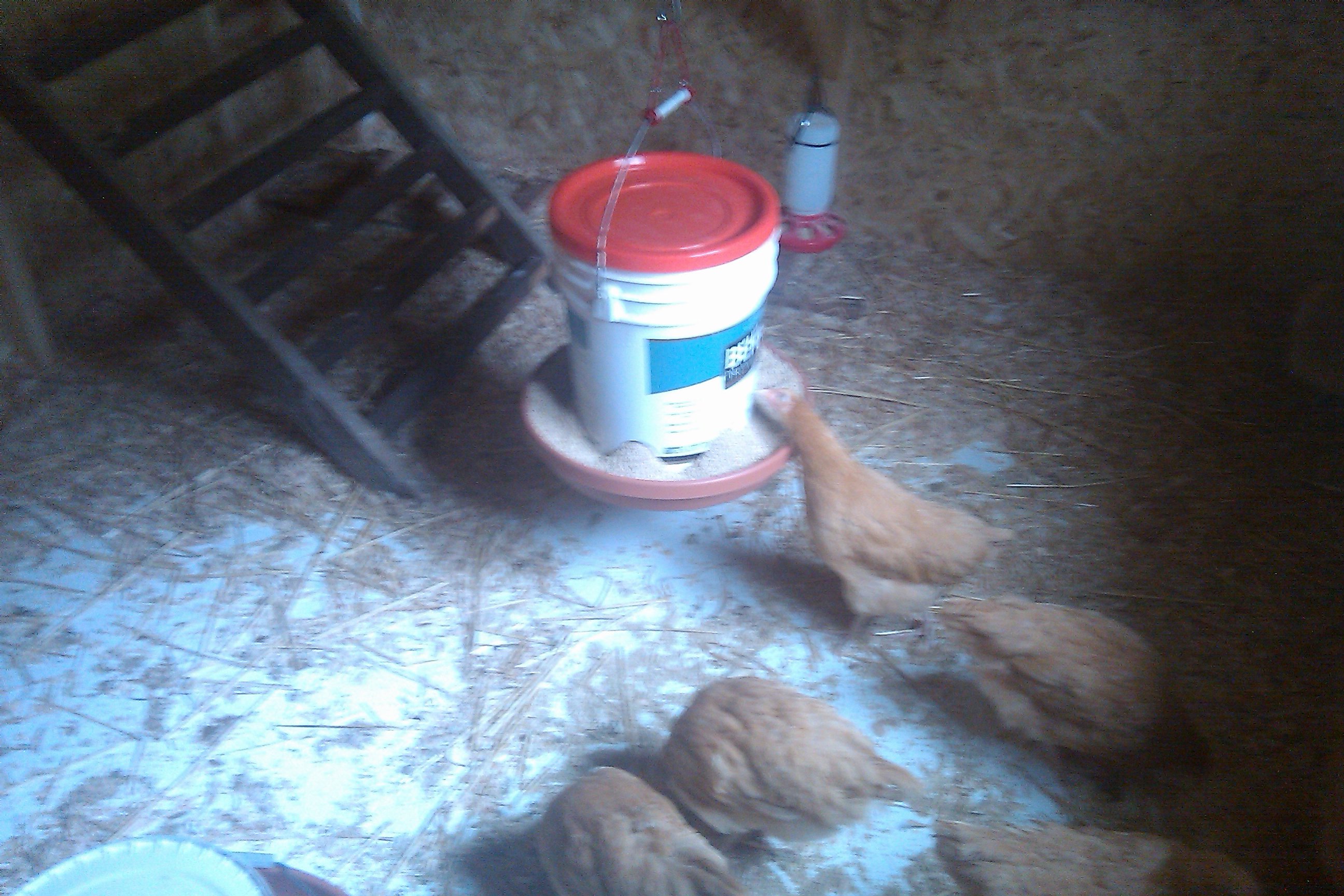 BO's checking out the 5 gal feeder I made, works great