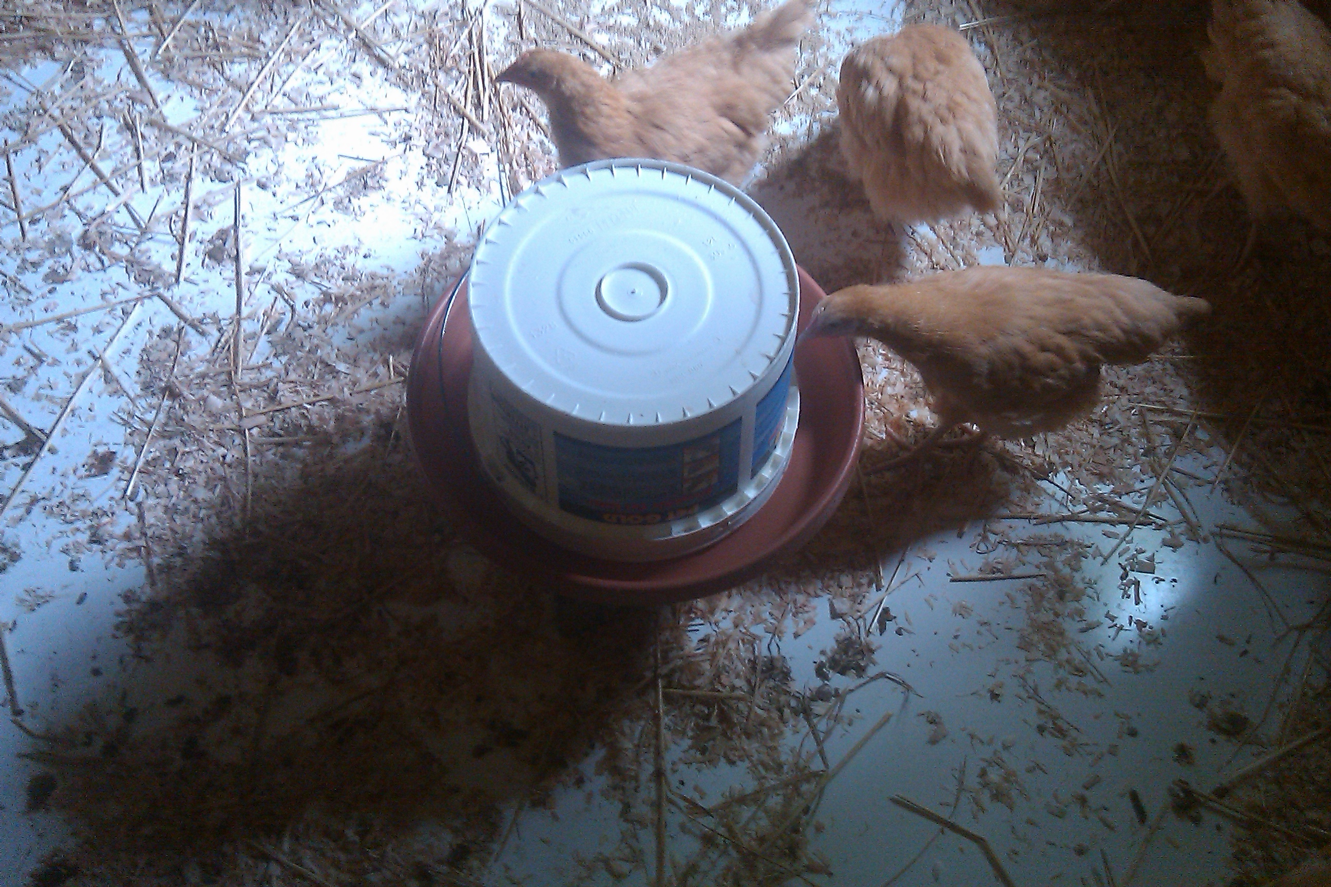 BO's checking out the new 2 gal waterer I made, works great, cost $2.50