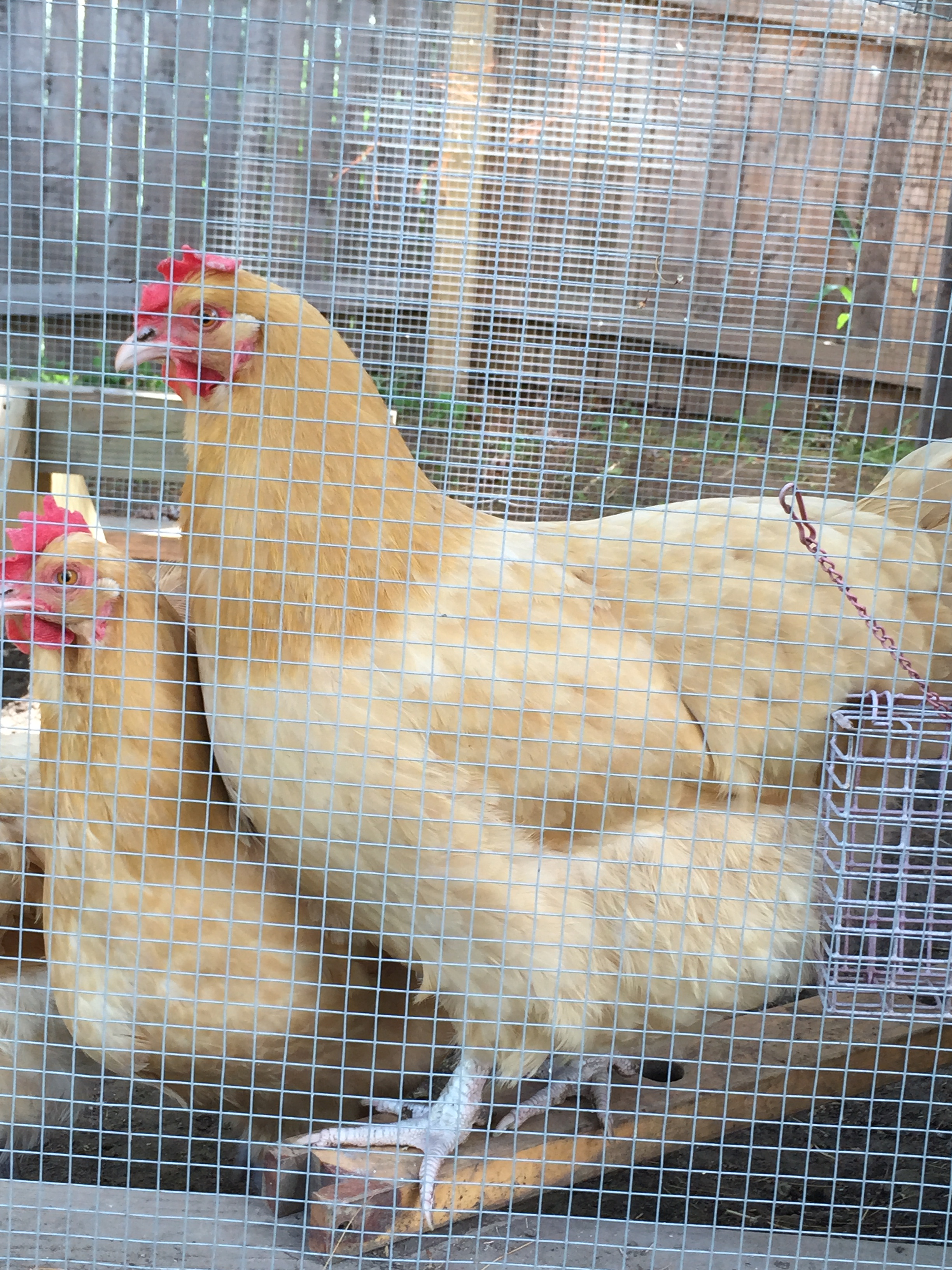 BO's Cindy&Sister(on roost) 2yrs