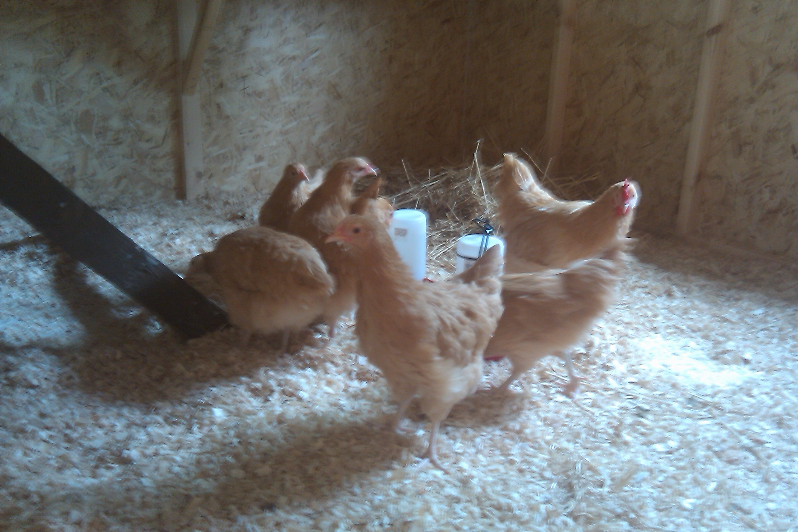 BO's Exploring the new coop