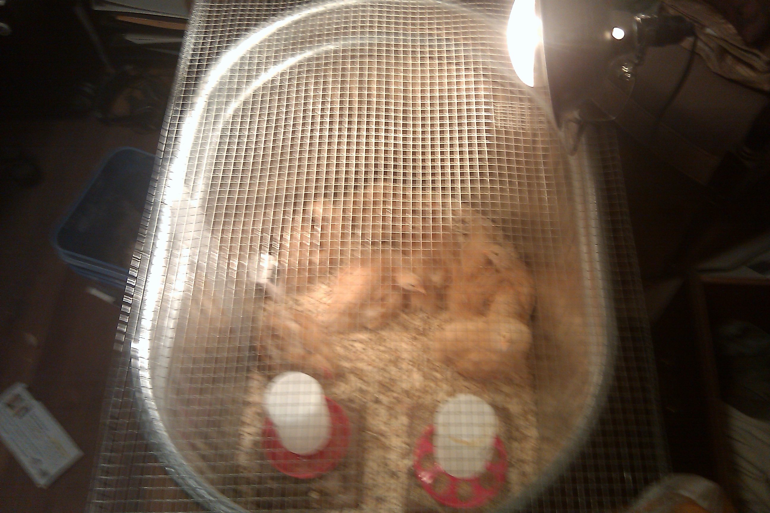 BO's in the brooder