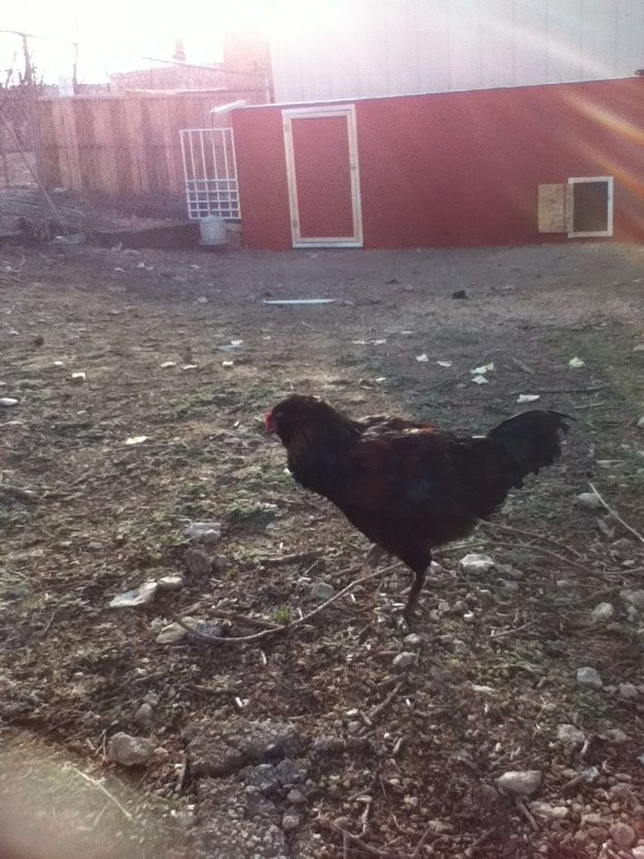 Boss my rooster strutting his stuff