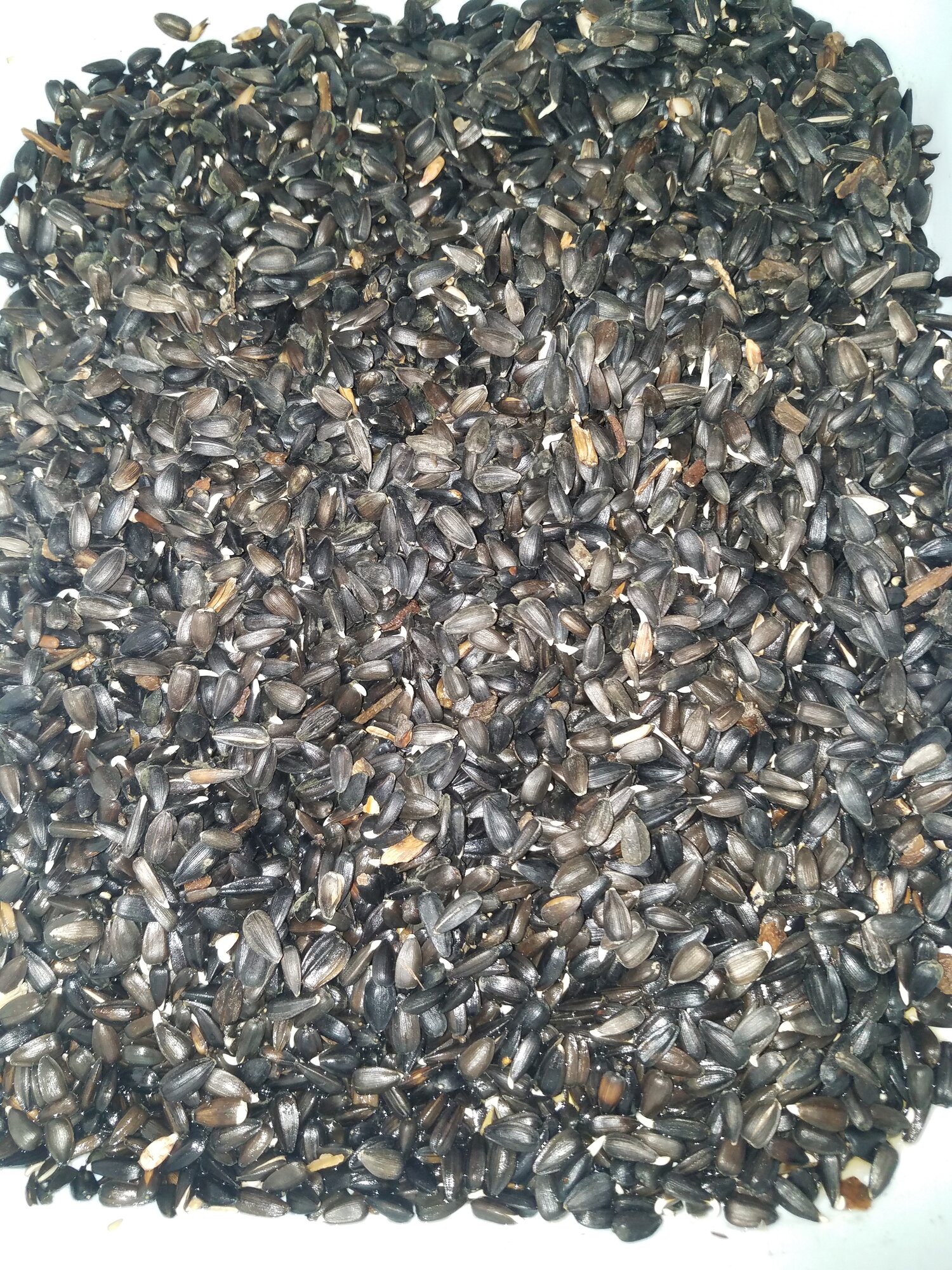 BOSS sprouts after 3 days