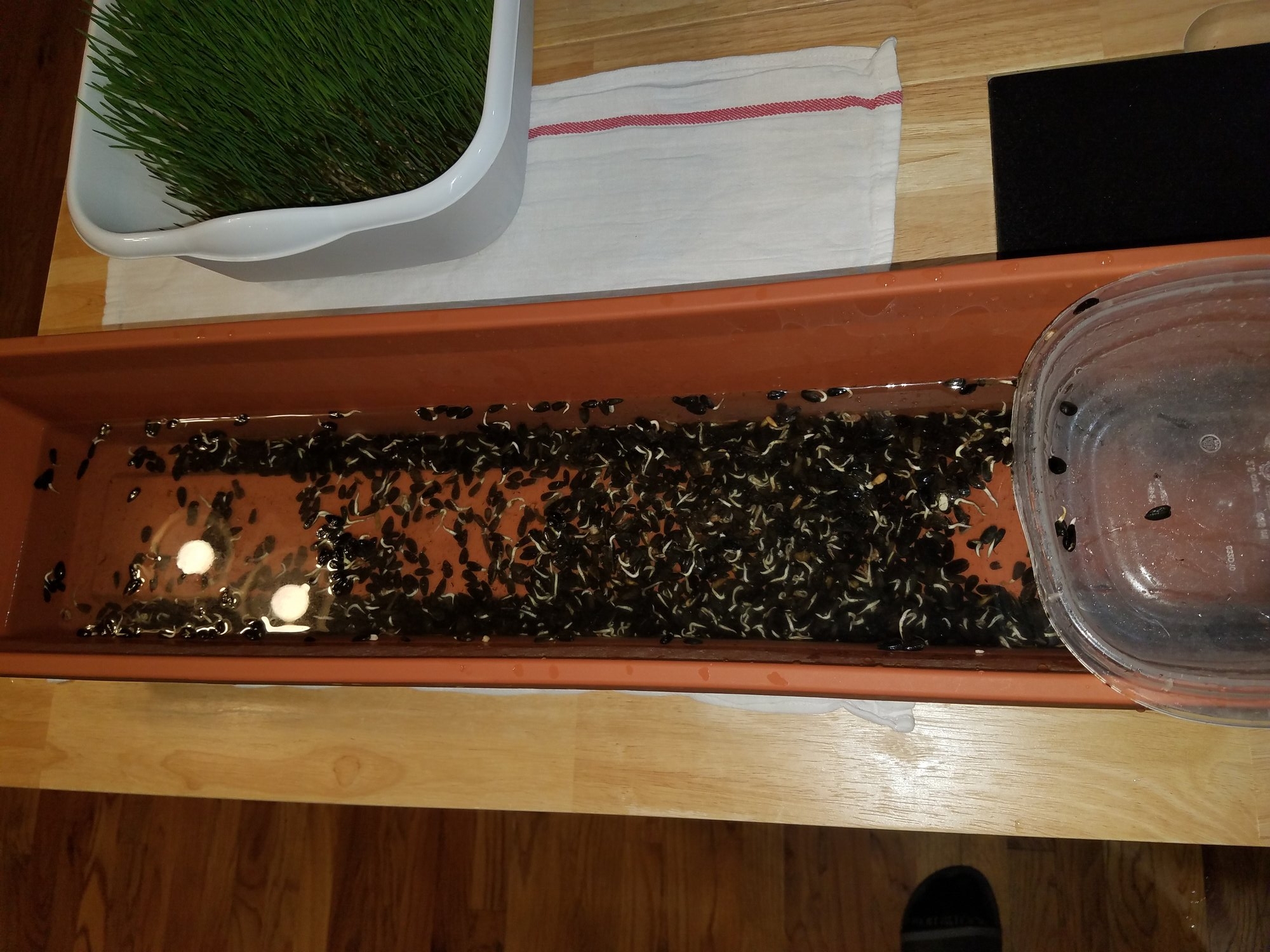 BOSS sprouts in the Duckies supper-bowl