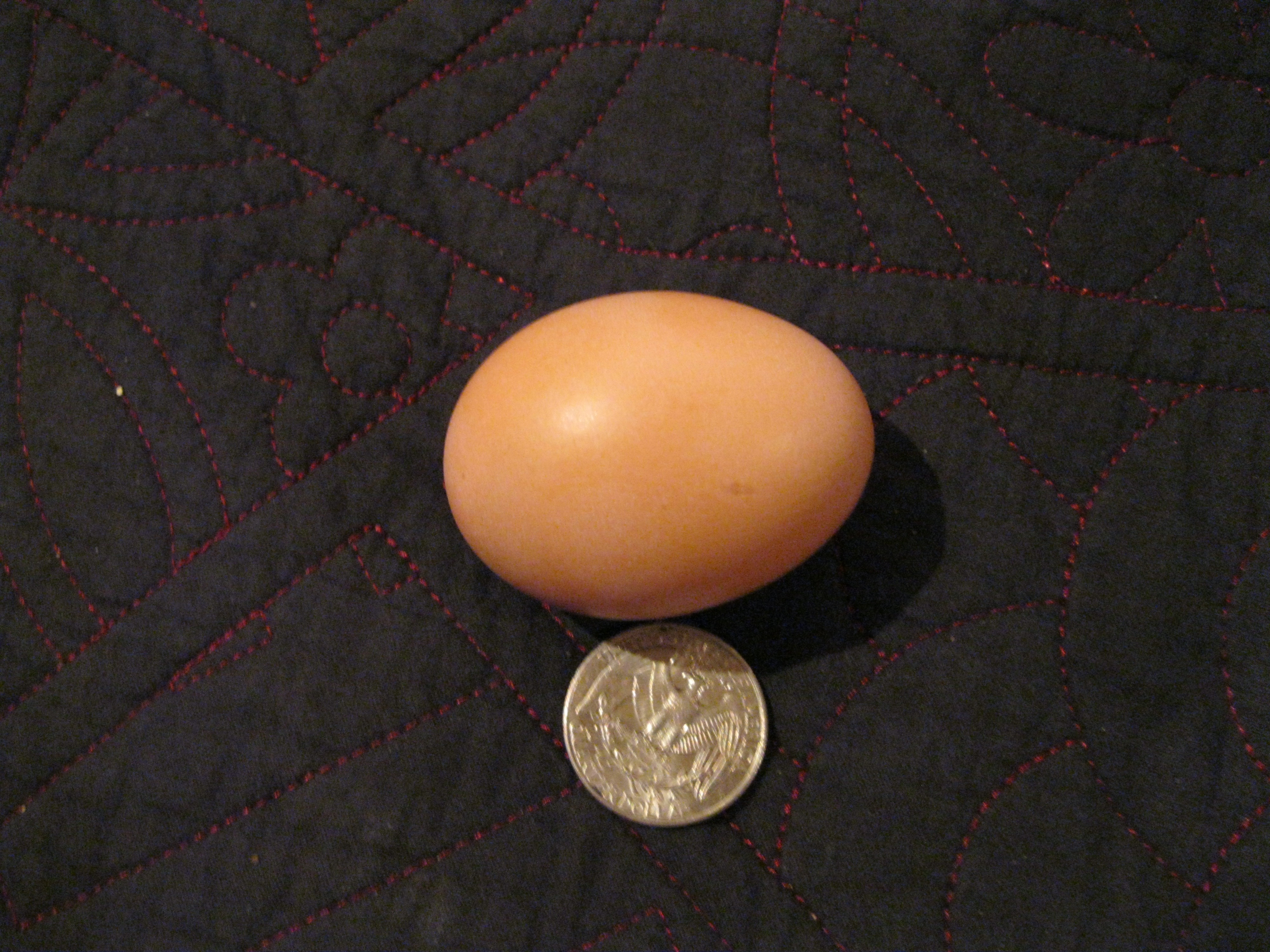 BOSSY'S FIRST EGG!!!