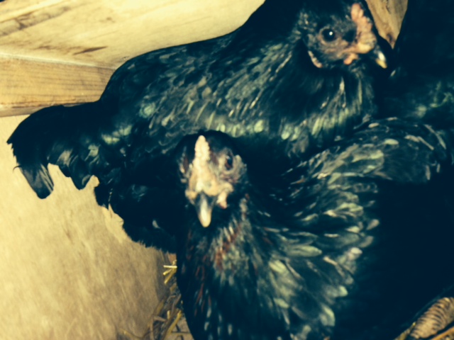 both babies in one nest box