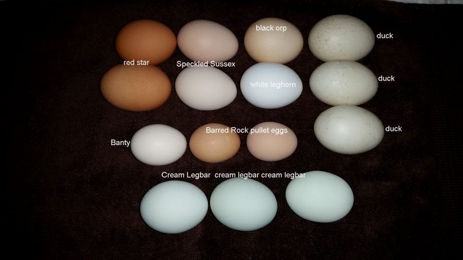 Both Barred Rocks at 17 weeks old laid their first egg on the same day.  The eggs are smaller than my banty eggs.