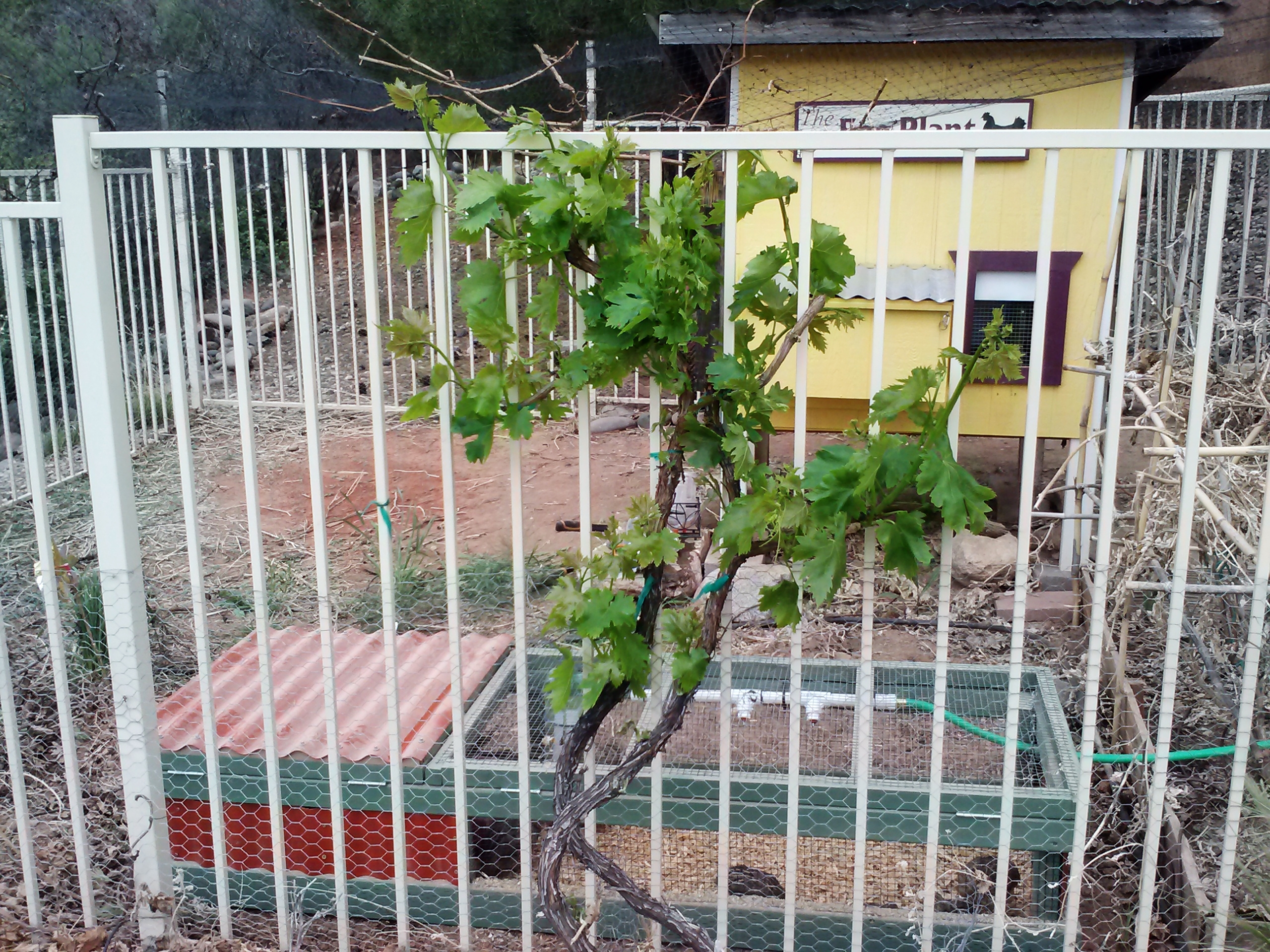 Both coops with grape vines leafing out in the garden for fruit and shade