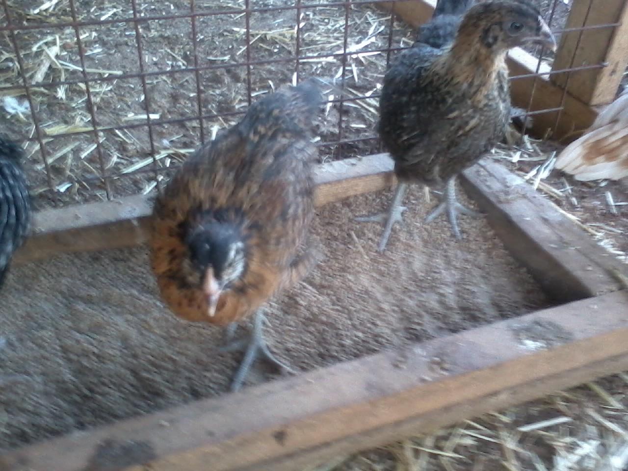 Both easter eggers