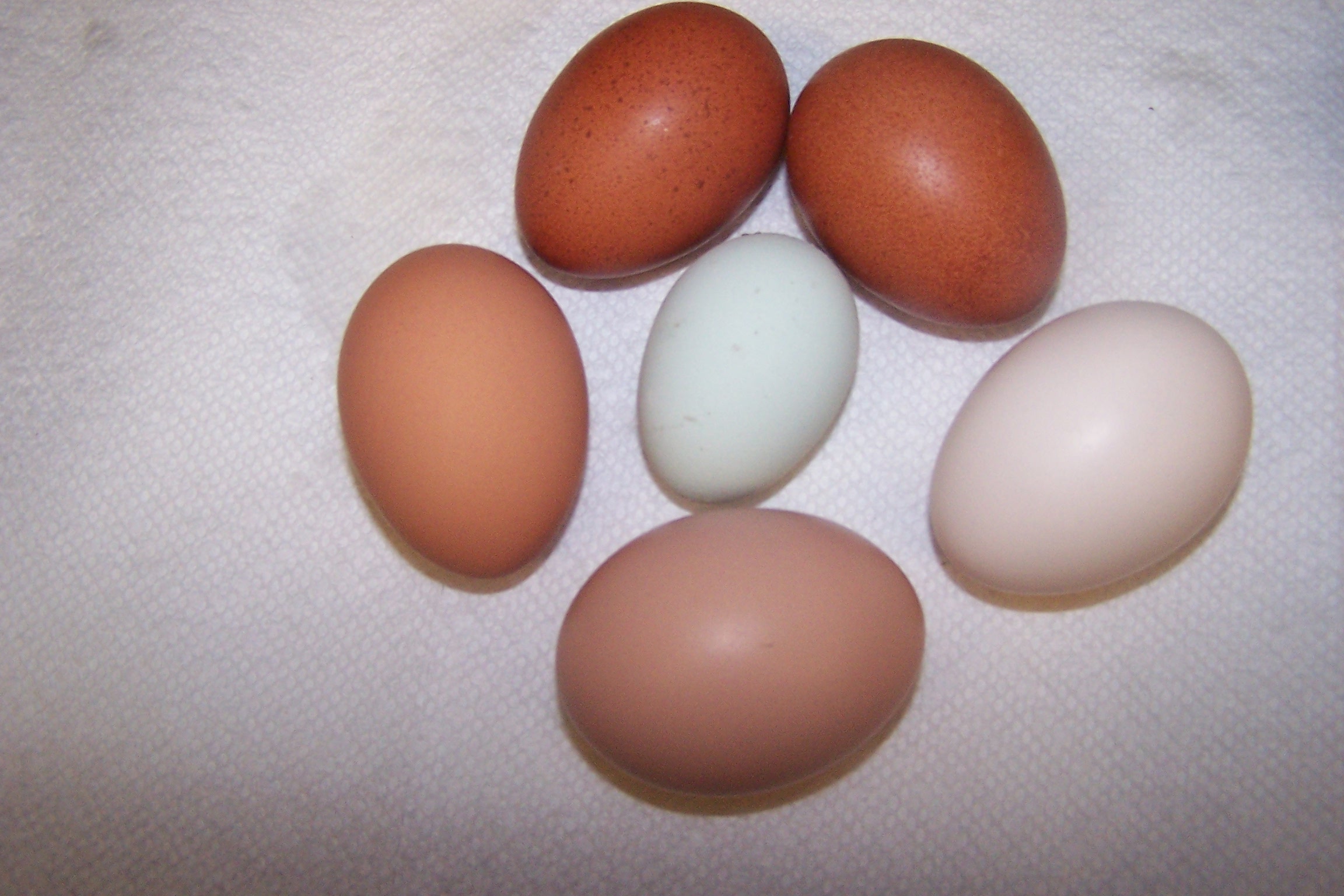 Both EE's are girls...and got my first blue/green egg today...at about 24 weeks of age :D