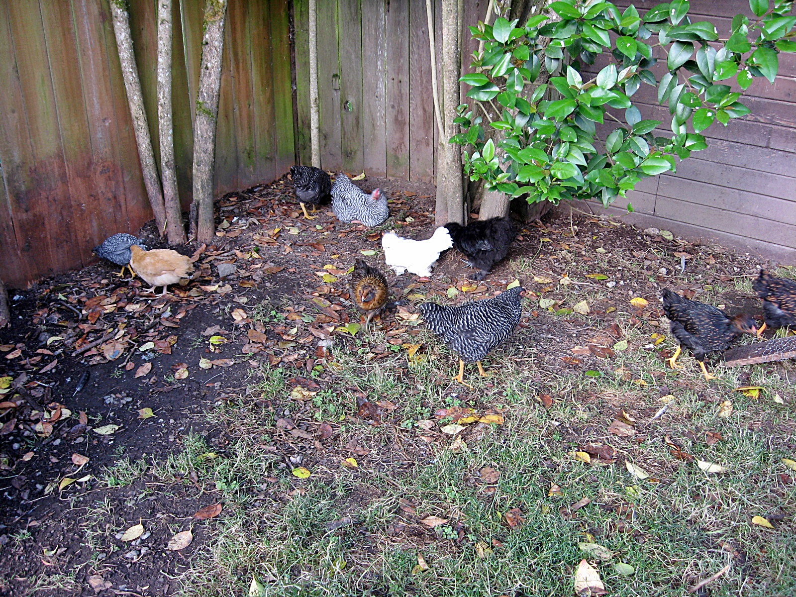 Both flocks!