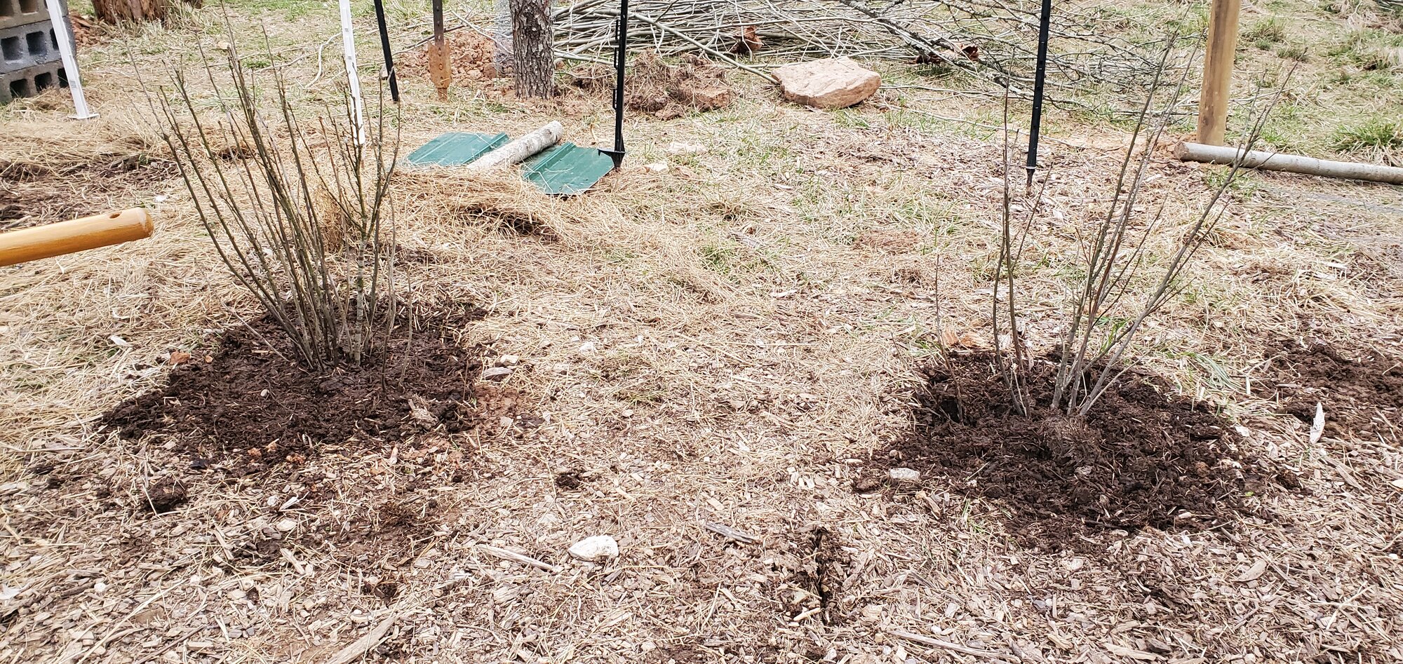 Both halves of the Red Currant shrub planted in the Berry-Garden