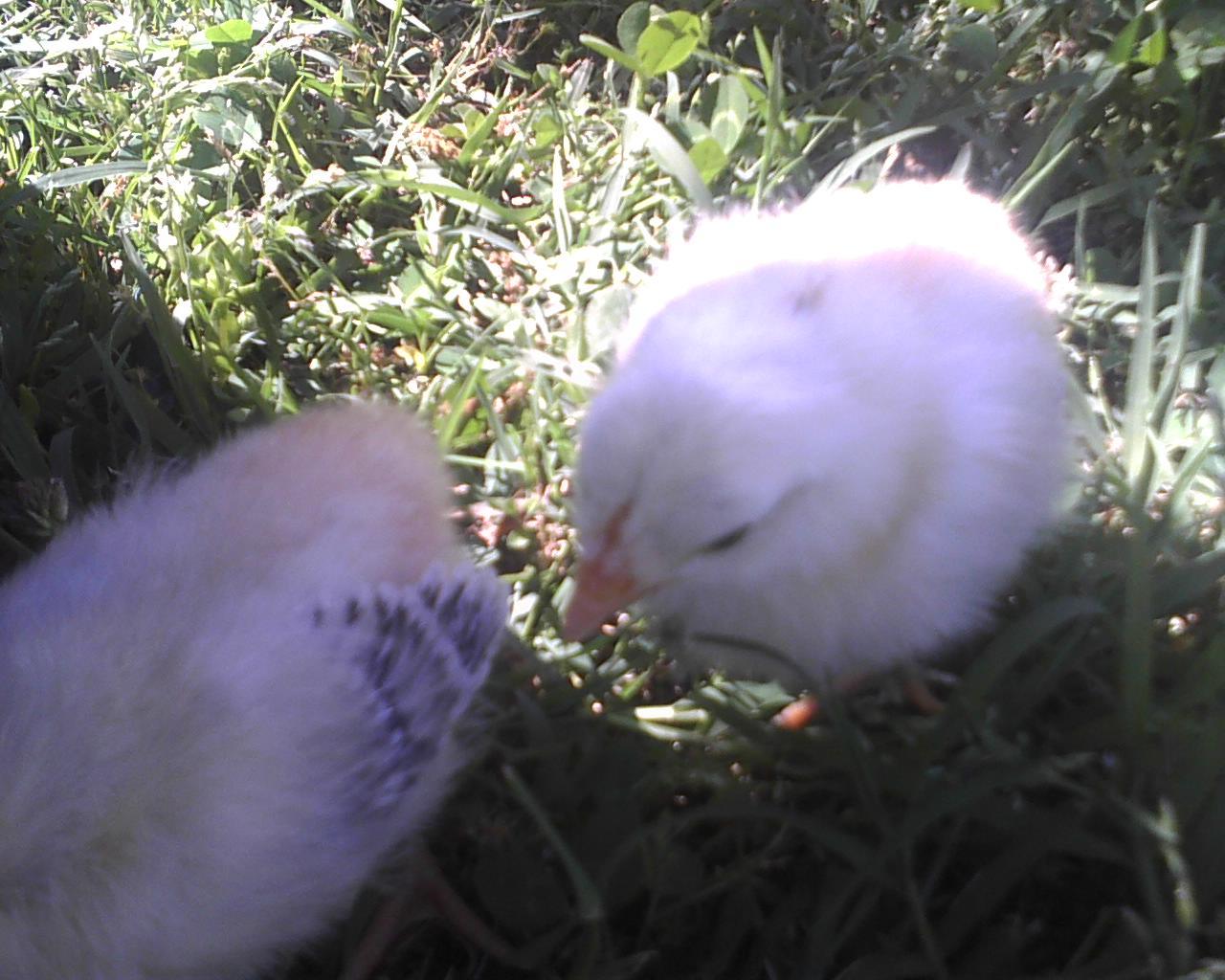 Both of em. The one you can see best is the younger, yet bigger chick