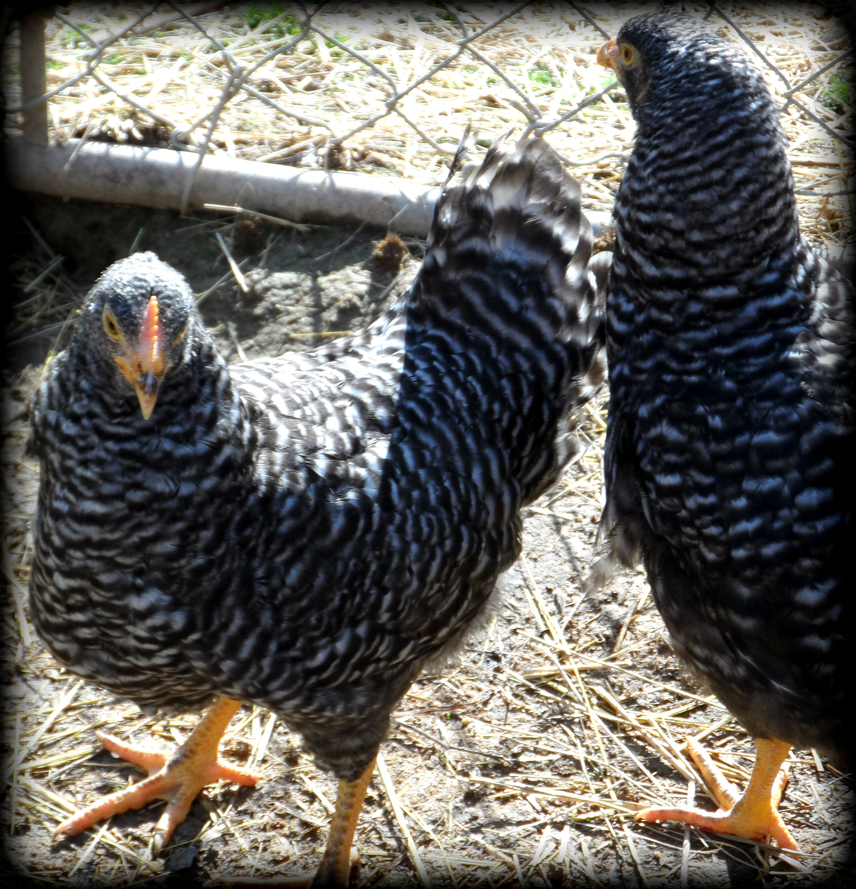 Both of my pullets together.