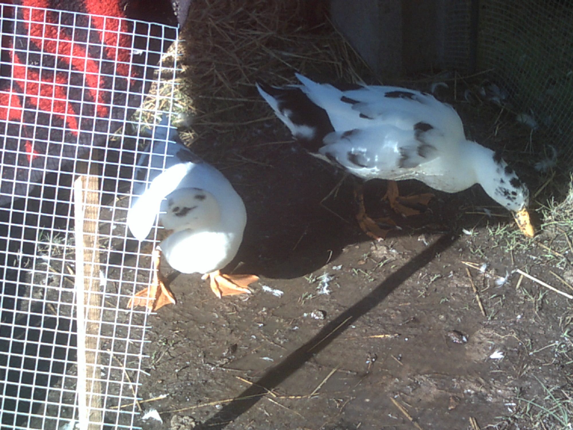 both of the ladies enjoying some apple pieces