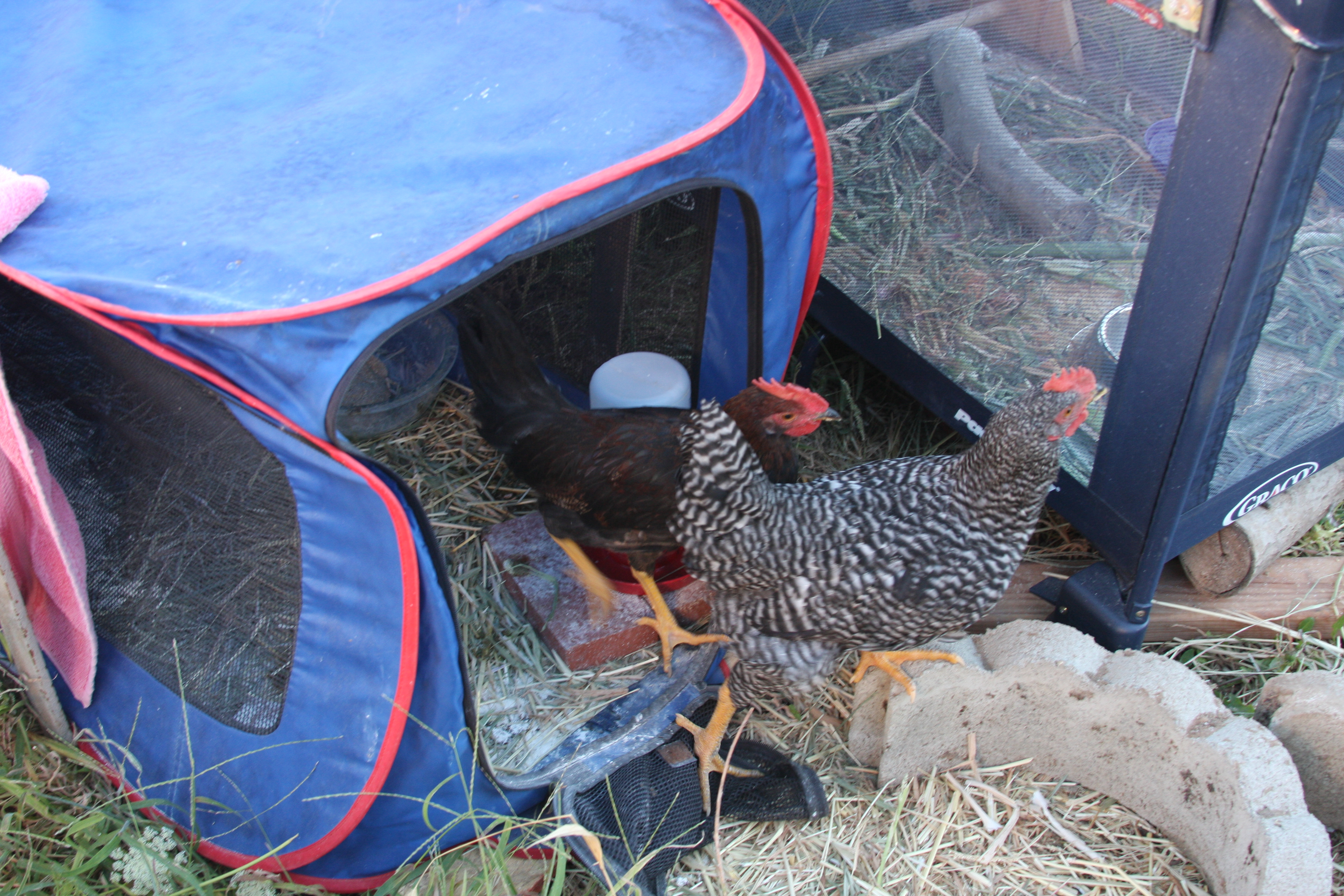 Both of these turned out to be roosters.