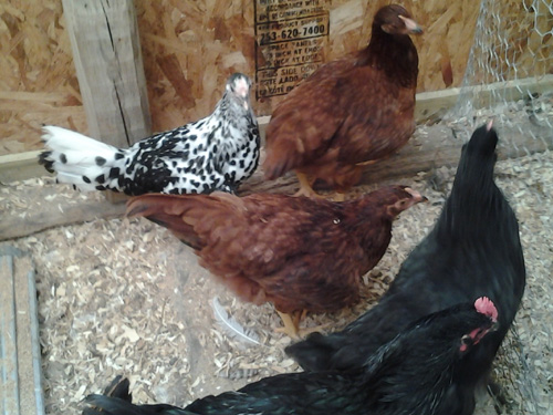 Both reds together.  The one in the foreground is the one I am thinking may be a roo.
