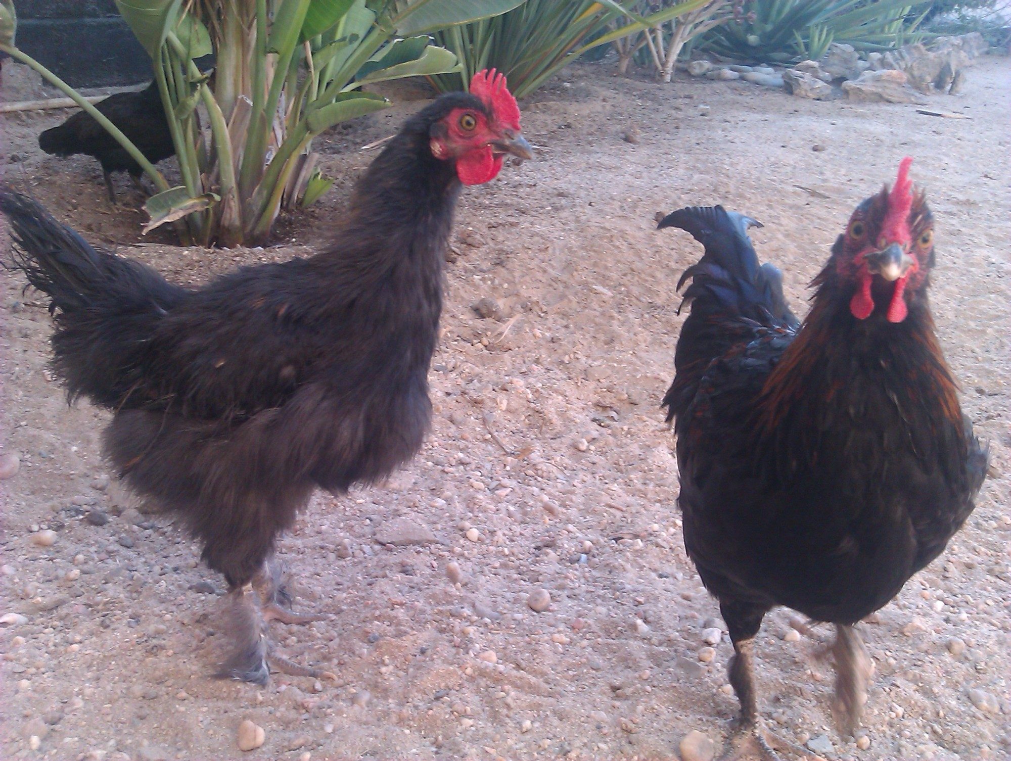 Both roosters next to each other. when they stand up their back is about 22cm tall. The rooster with the weird hair is actually a bit taller than the other.