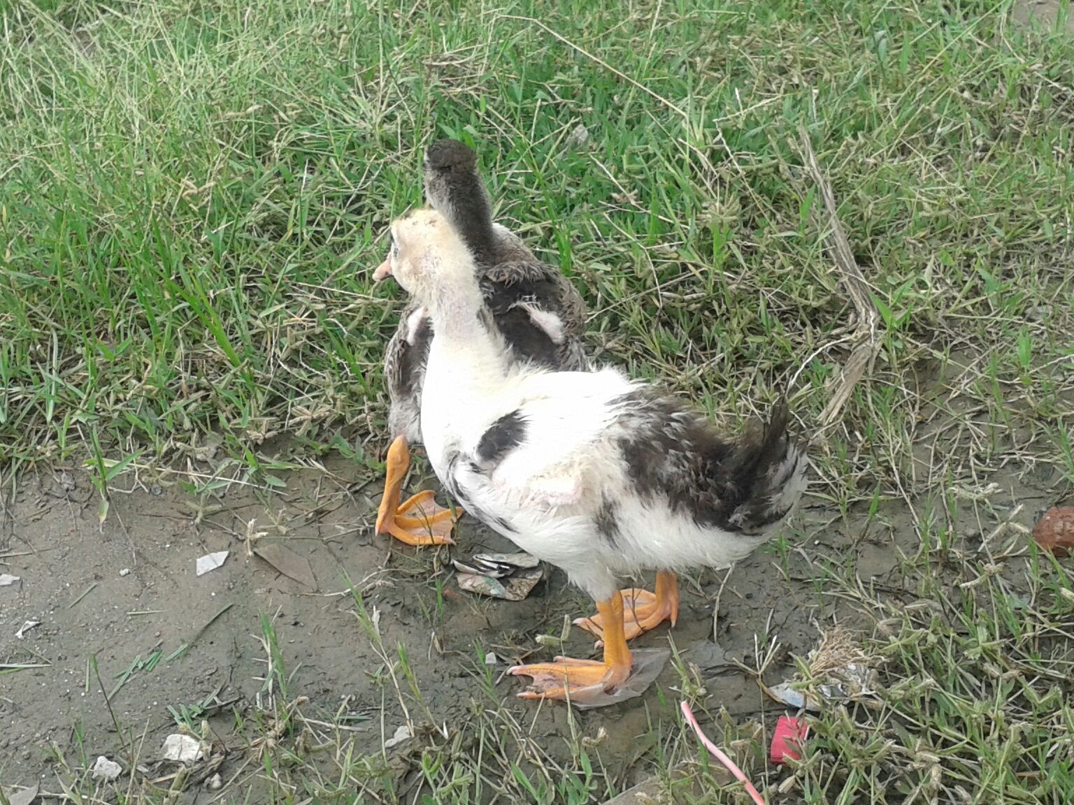 both statring at chickens.