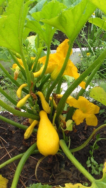Bottleneck squash