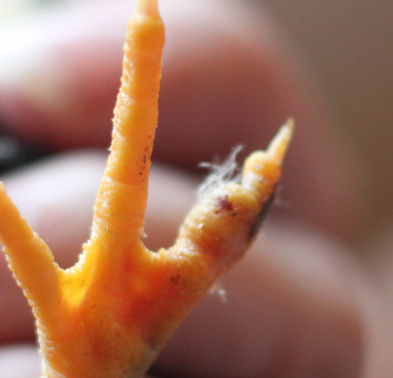 Bottom of foot