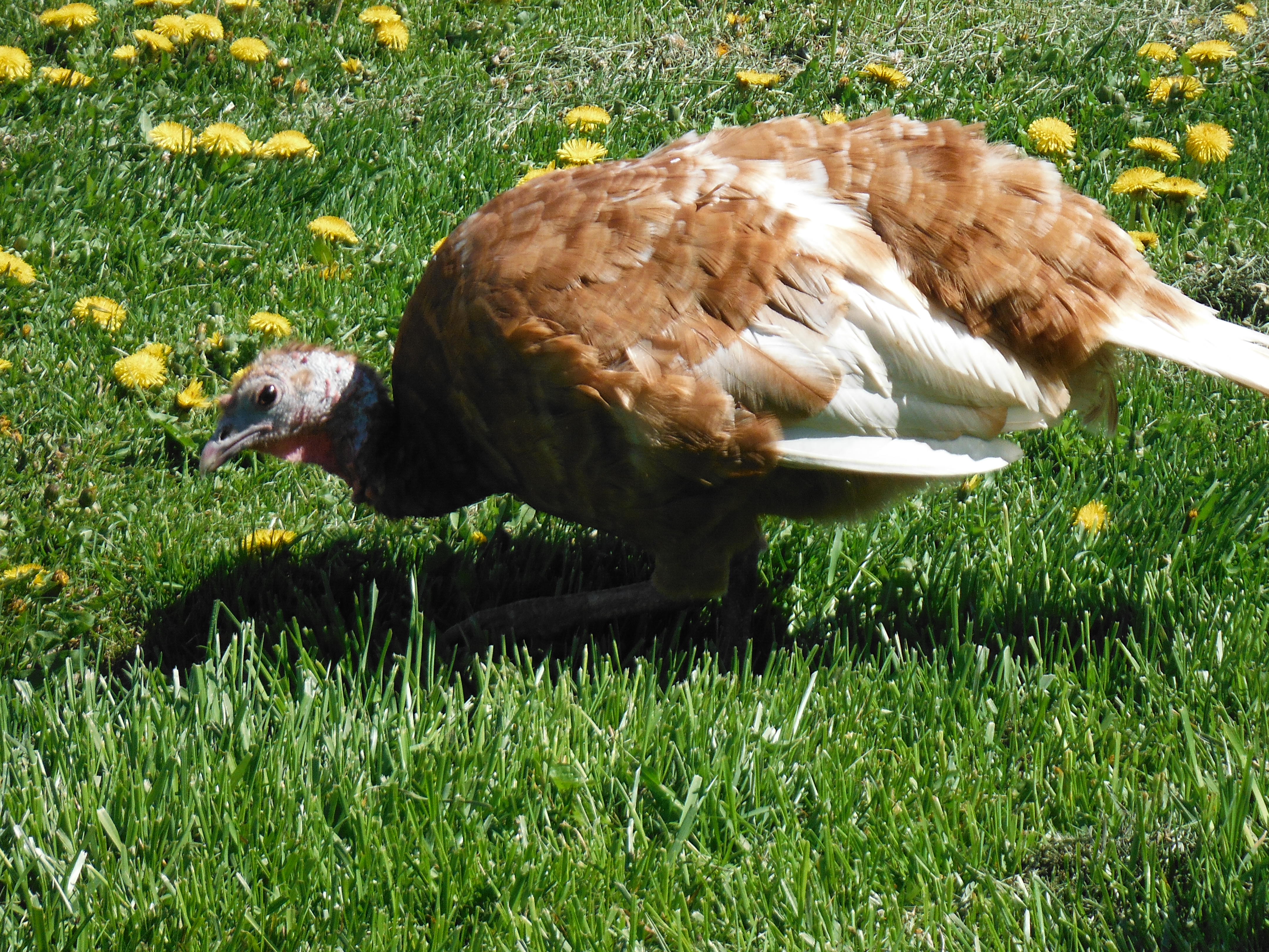 Bourbon Red Hen. Named Lucy after that famous red head.