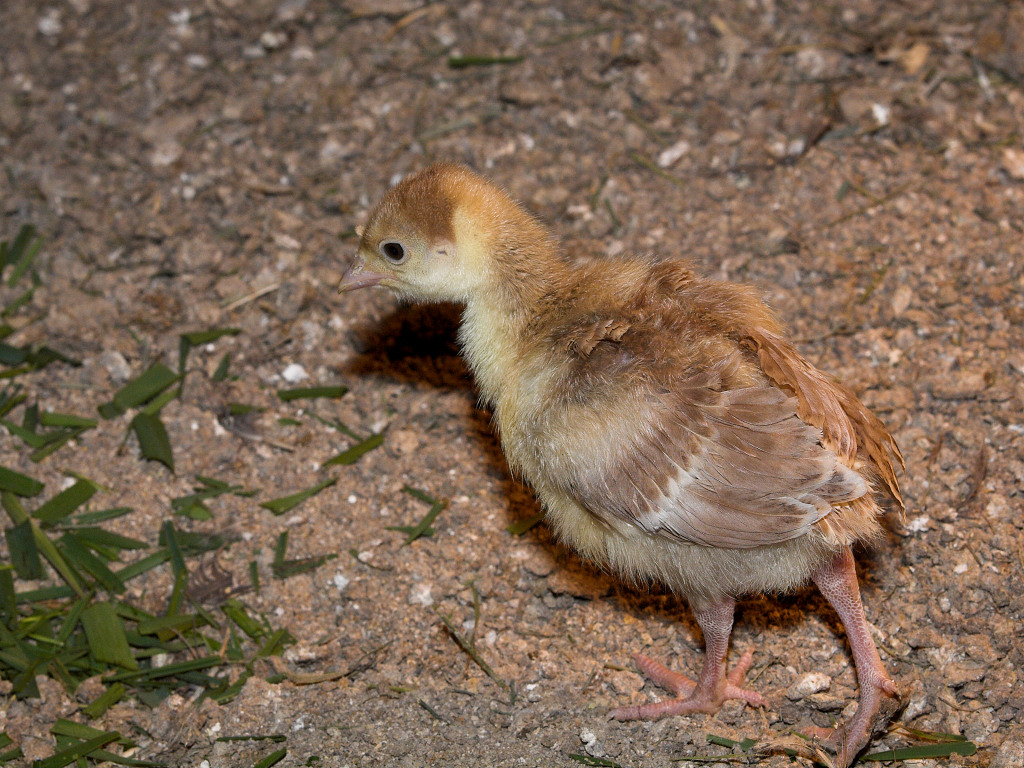 Bourbon Red poult