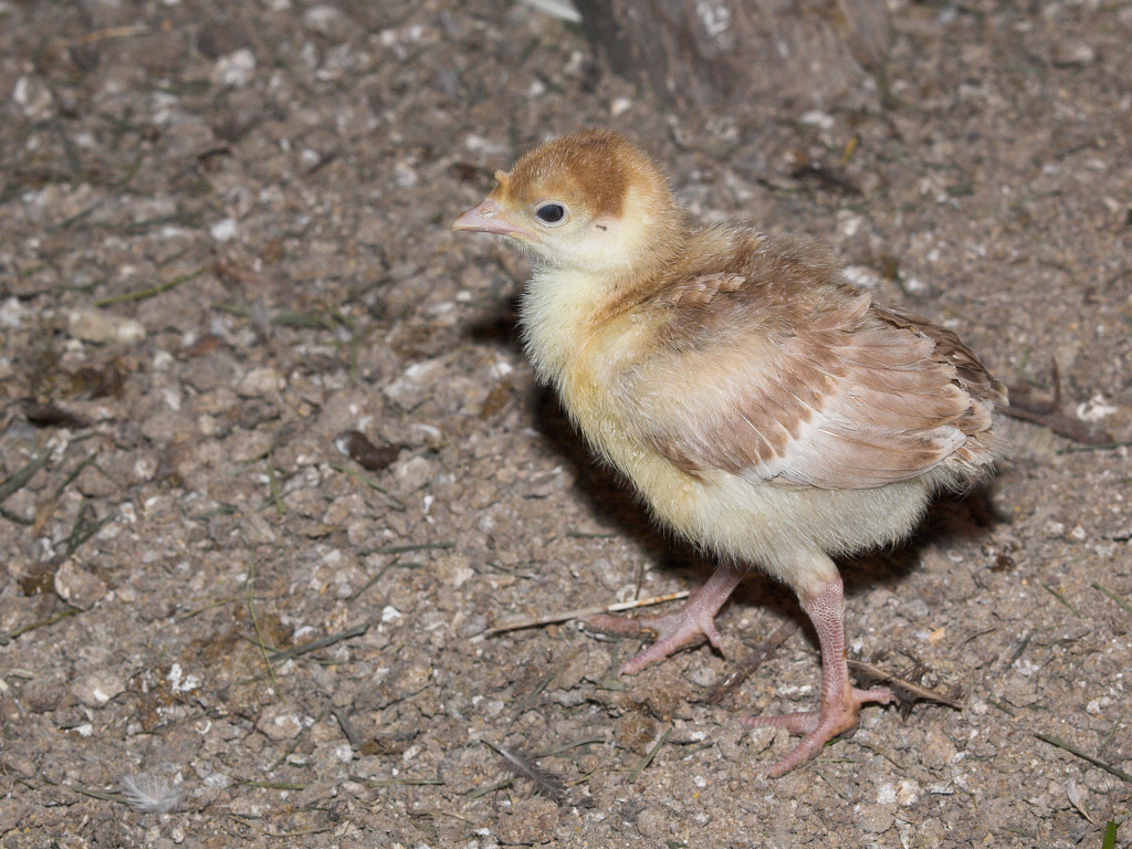 Bourbon Red poult