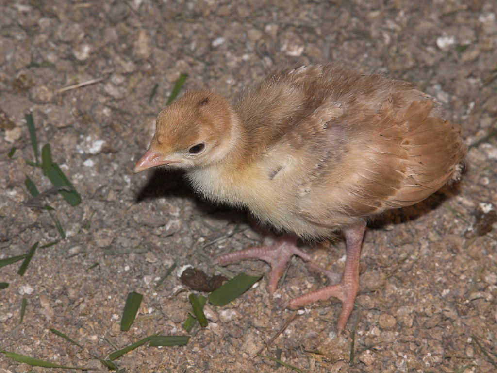 Bourbon Red poult
