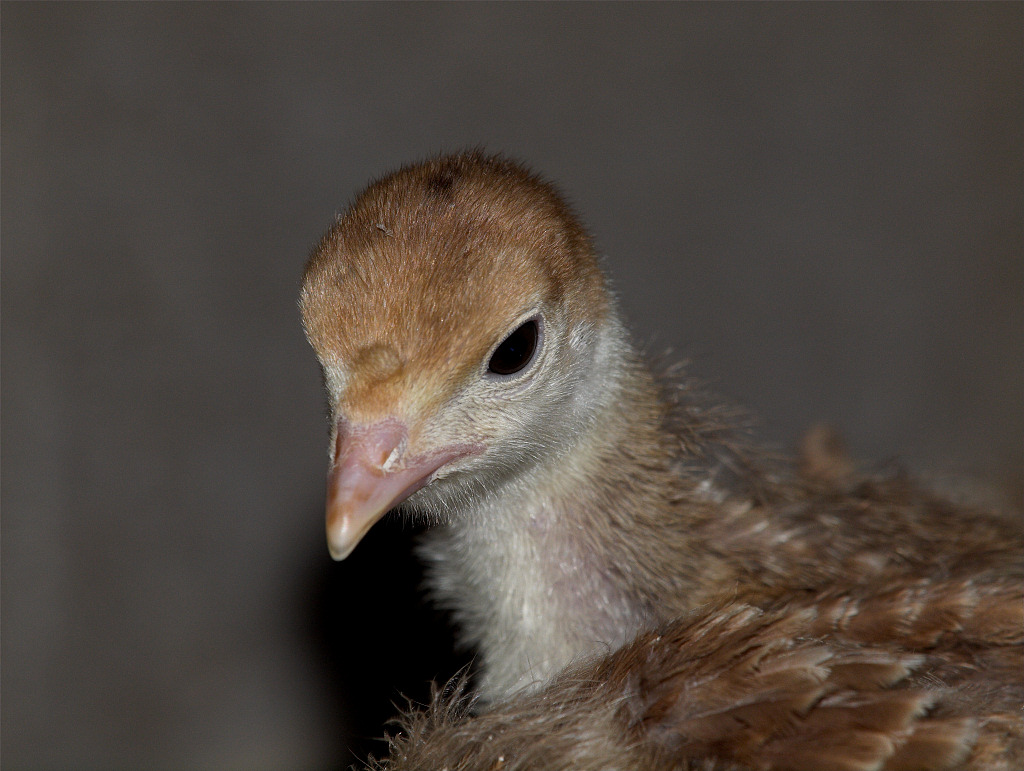 Bourbon Red poult