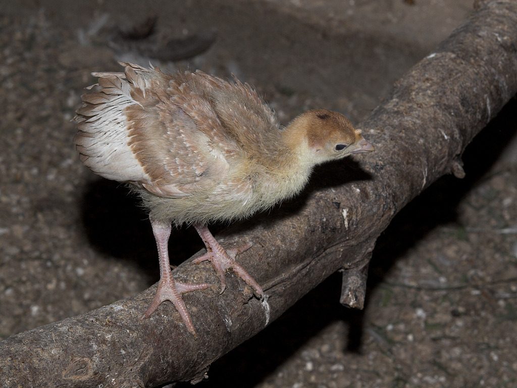 Bourbon Red poult