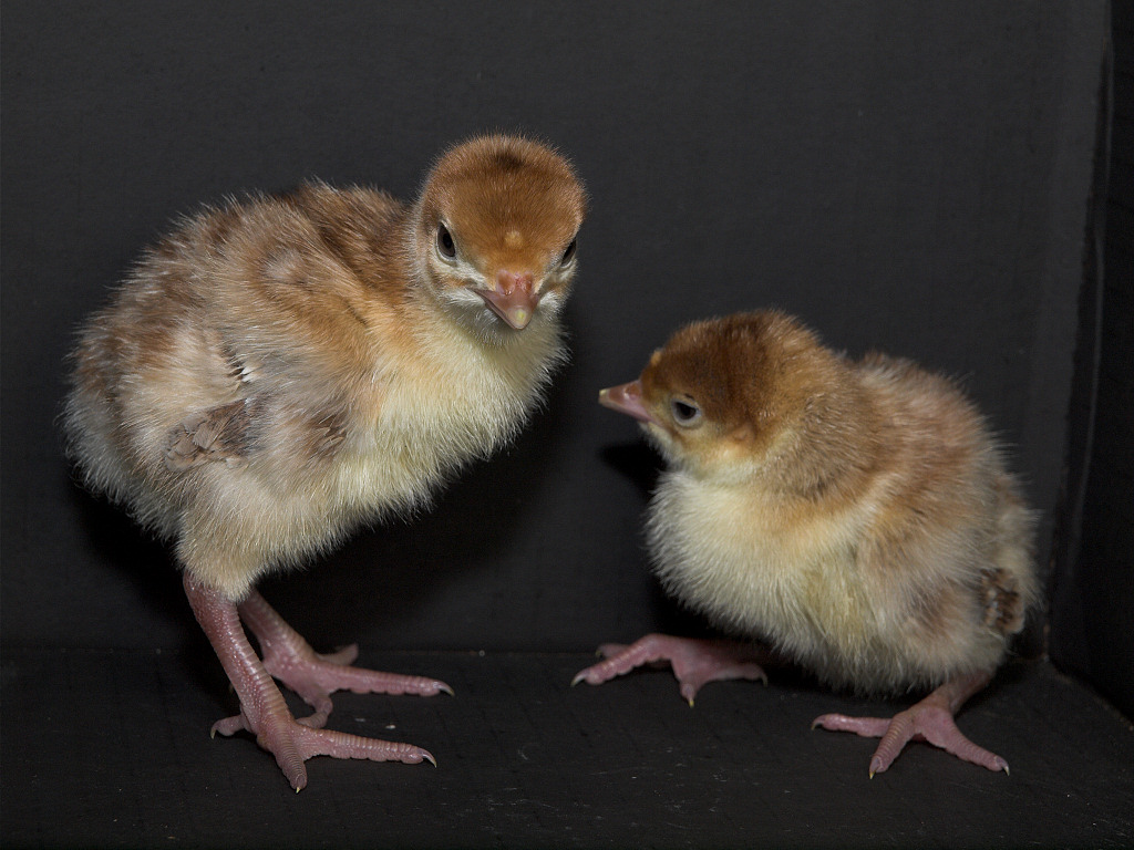 Bourbon Red poults