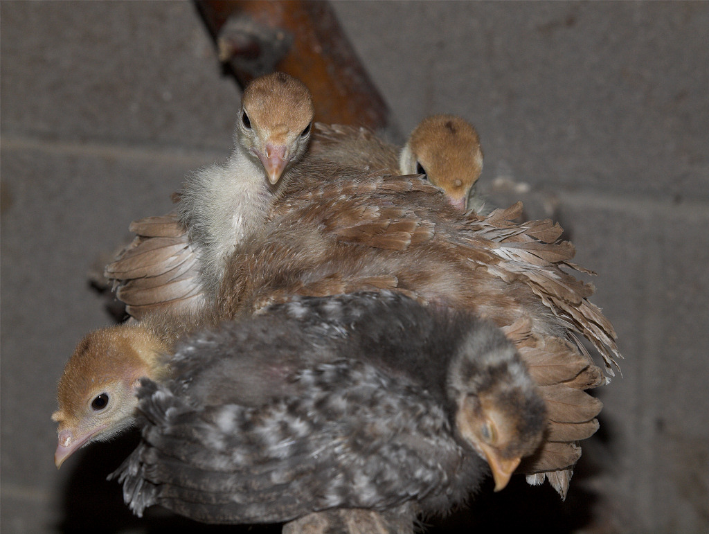 Bourbon Red poults