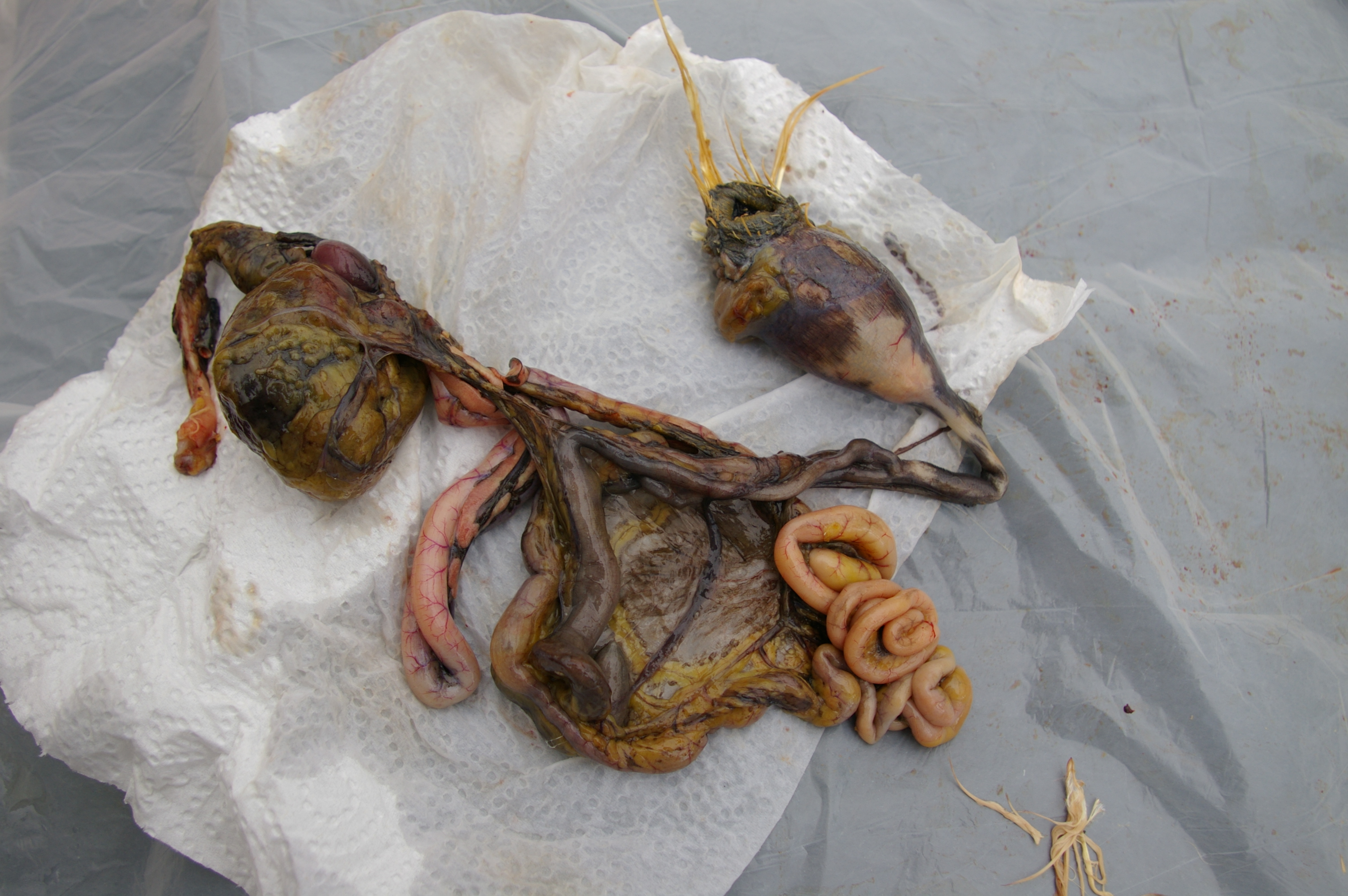 Bowel from Proventricular to bloated Cloaca.
