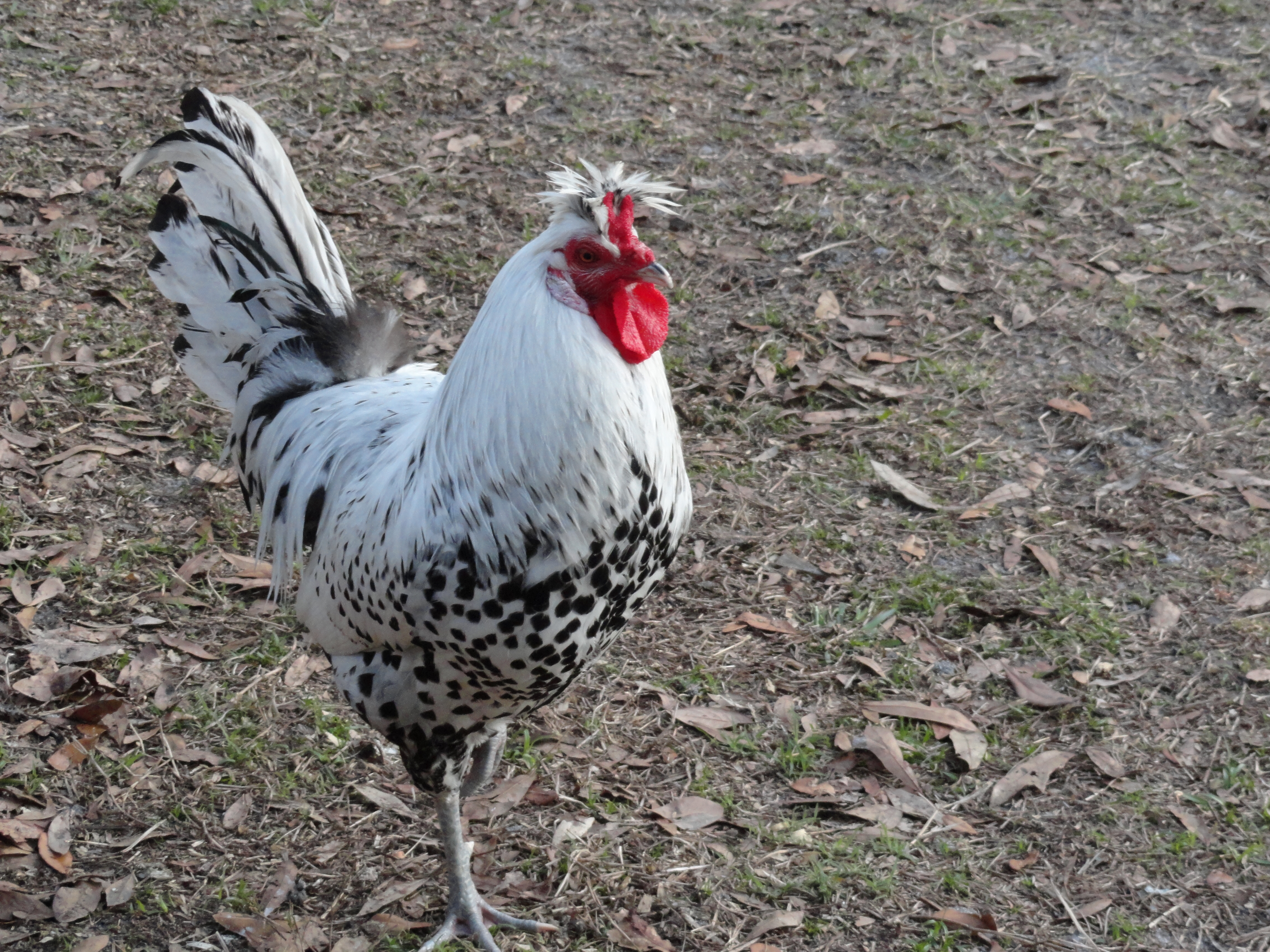 Bowie, Silver Spangled Appenzeller Spitzhauben