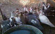 Box of Chocolates.  Black/white & Chocolate drakes.  Lilac, chocolate, gray and buff ducks,  Think all are white head.  Mostly Pied.