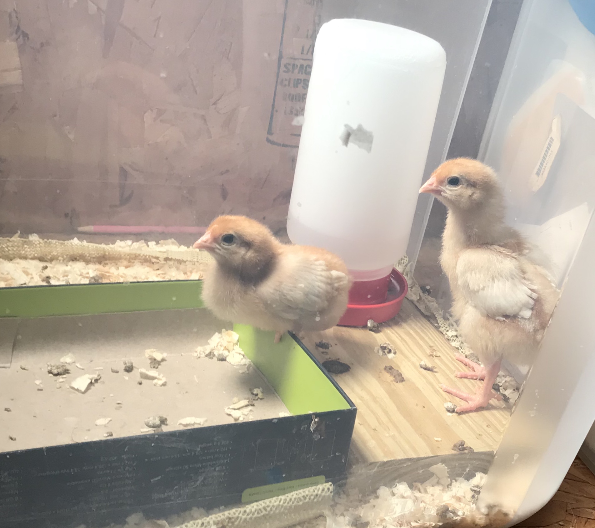 Box roosting