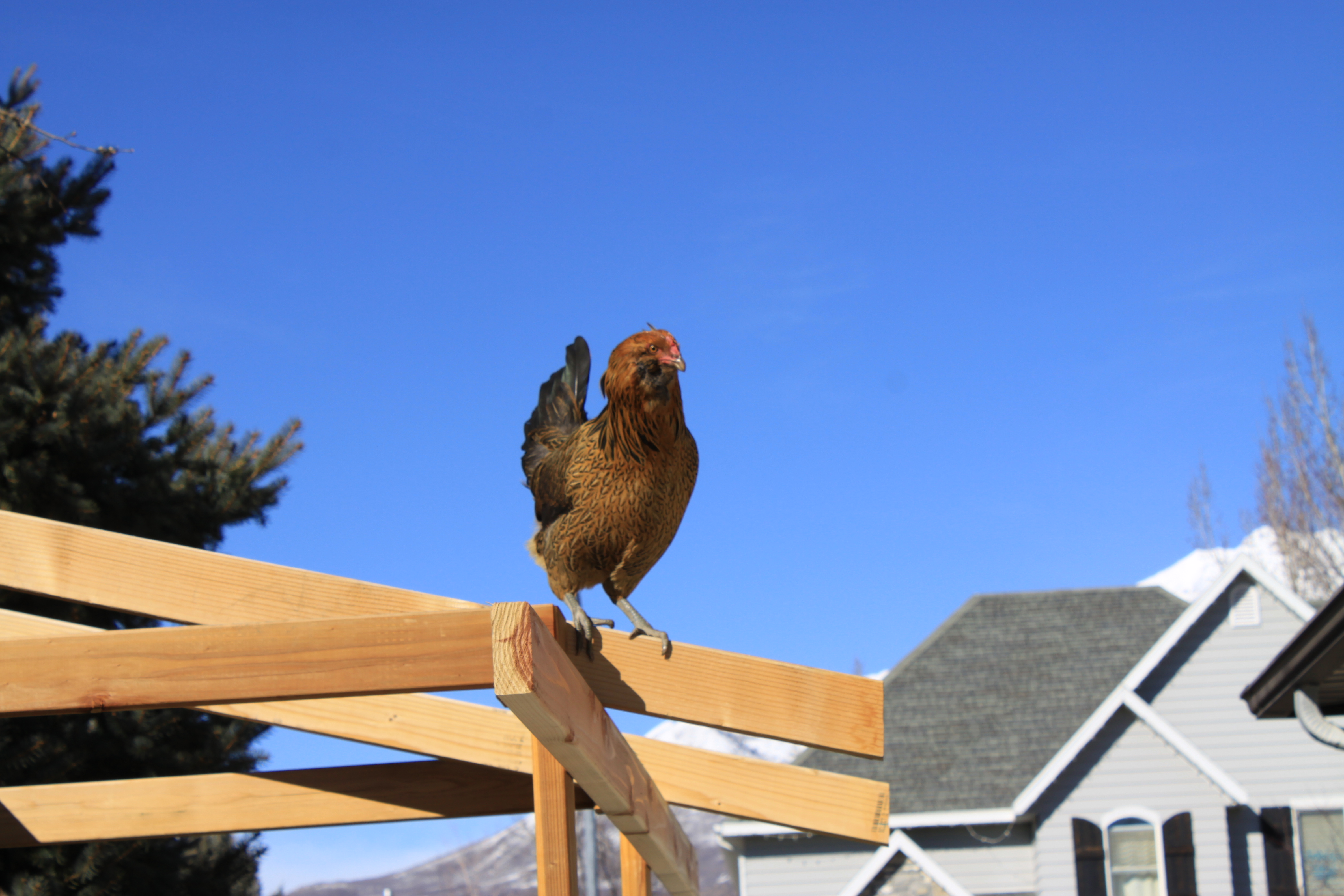 Boy is she going to be disappointed when I actually finish the new chicken coop. She seems to like it the way it is. With her love of heights it's pretty surprising that some of my neighbors still don't know I have chickens.