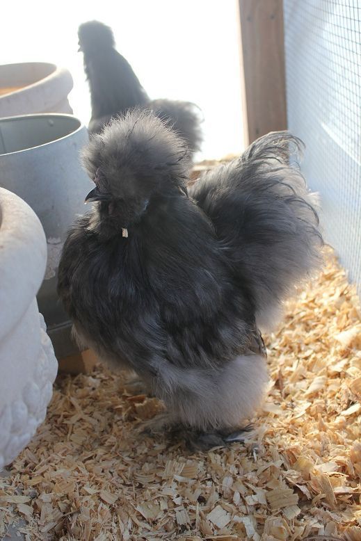 BP boy 5 months
Dec 2012