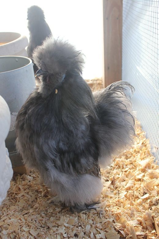 BP boy 5 months
Dec 2012