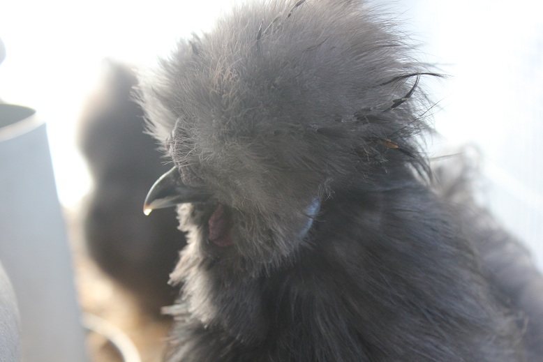 BP boy 5 months
Dec 2012