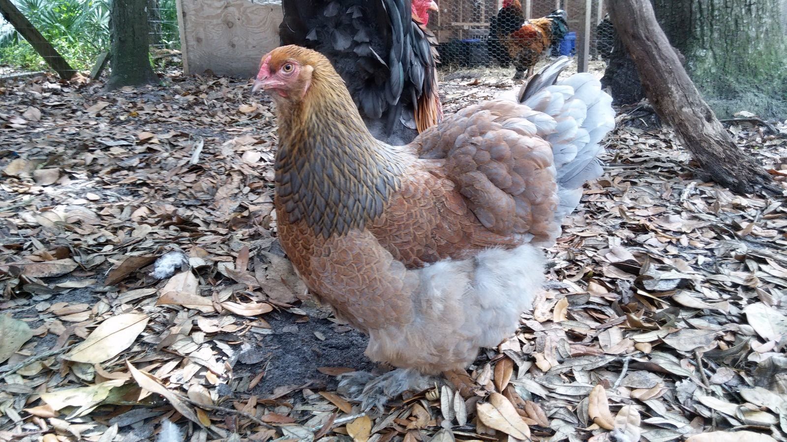 BP Brahma hen