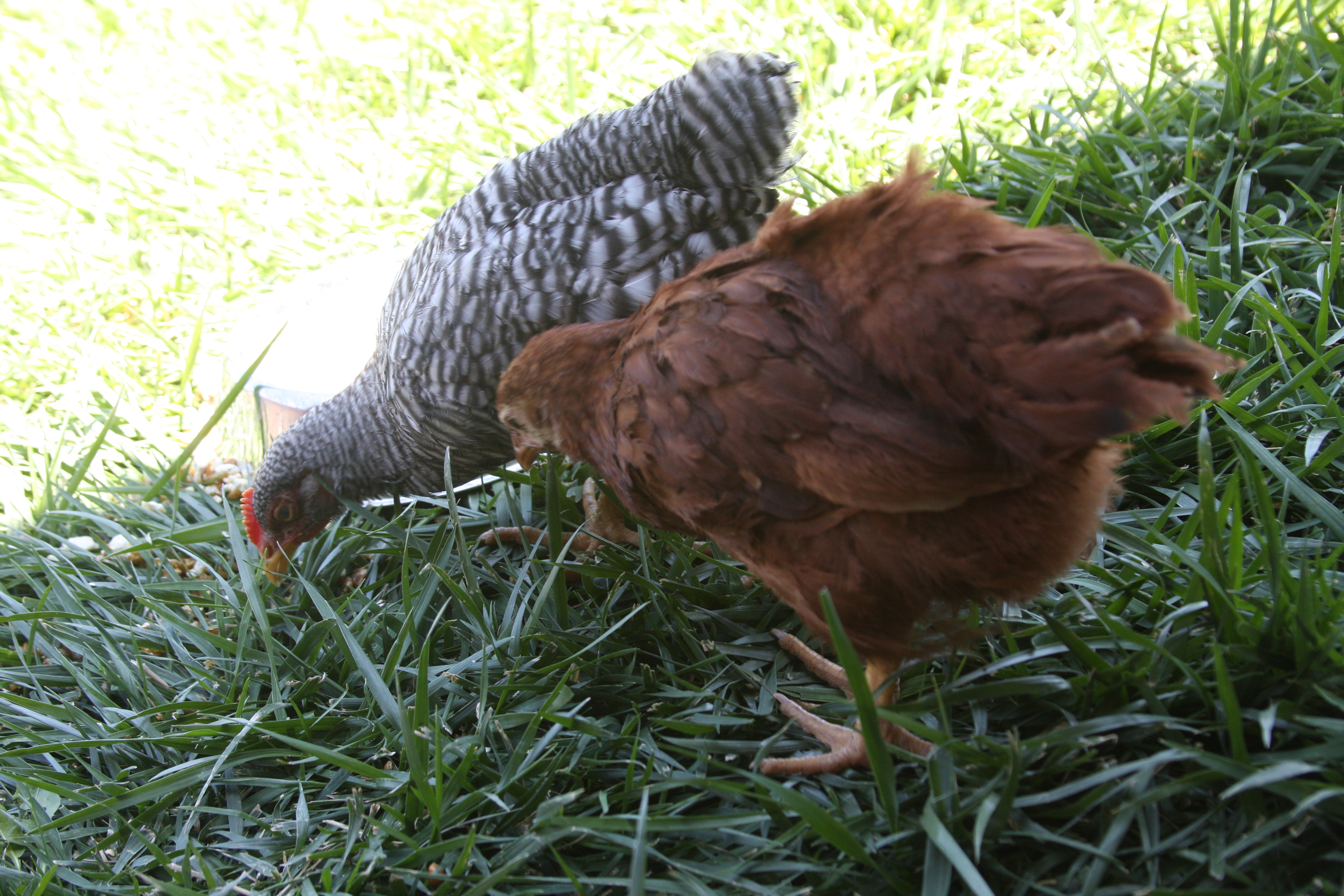 BR and RIR enjoying the grass