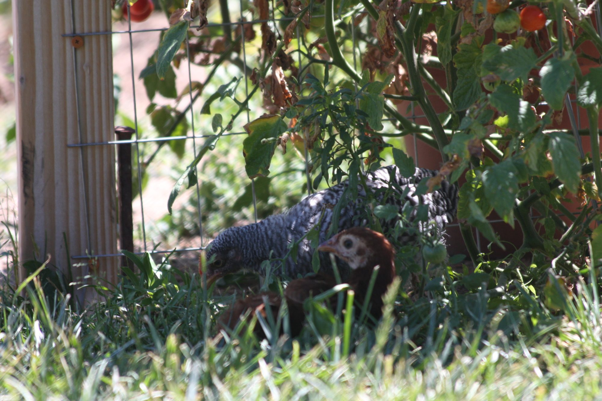 BR and RIR resting in shade