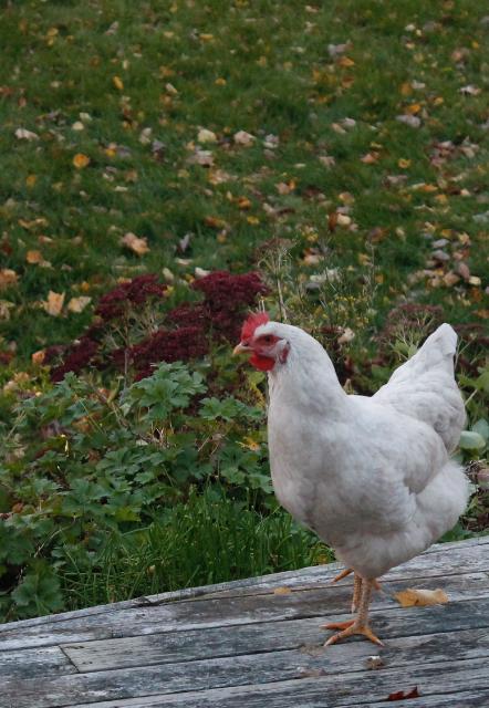 BR x RSL pullet coming up for a visit.