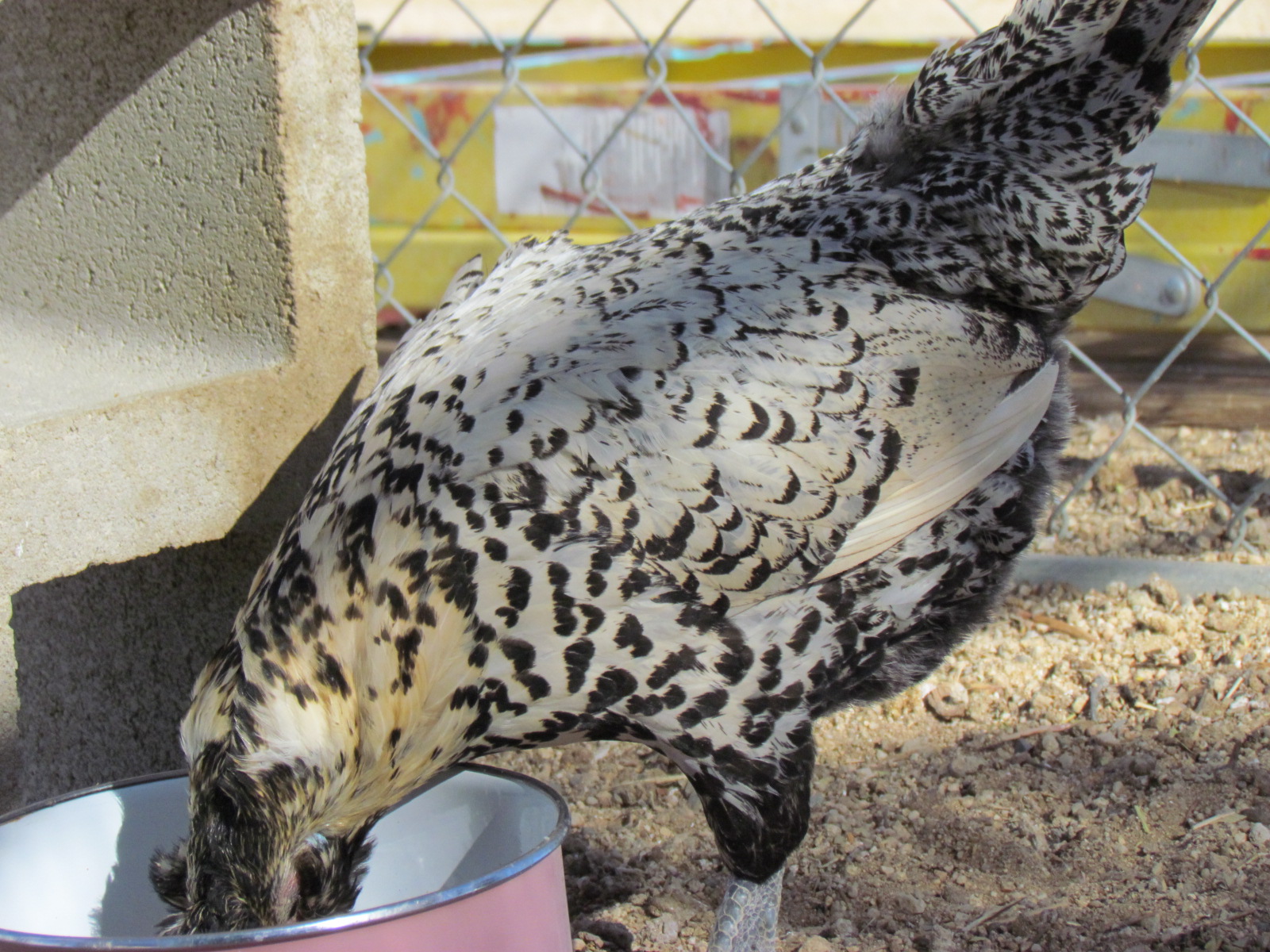 Brabanter playing ostridge