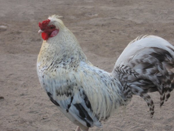 Brad the Rooster. He is our only rooster and he does a fine job leading the flock