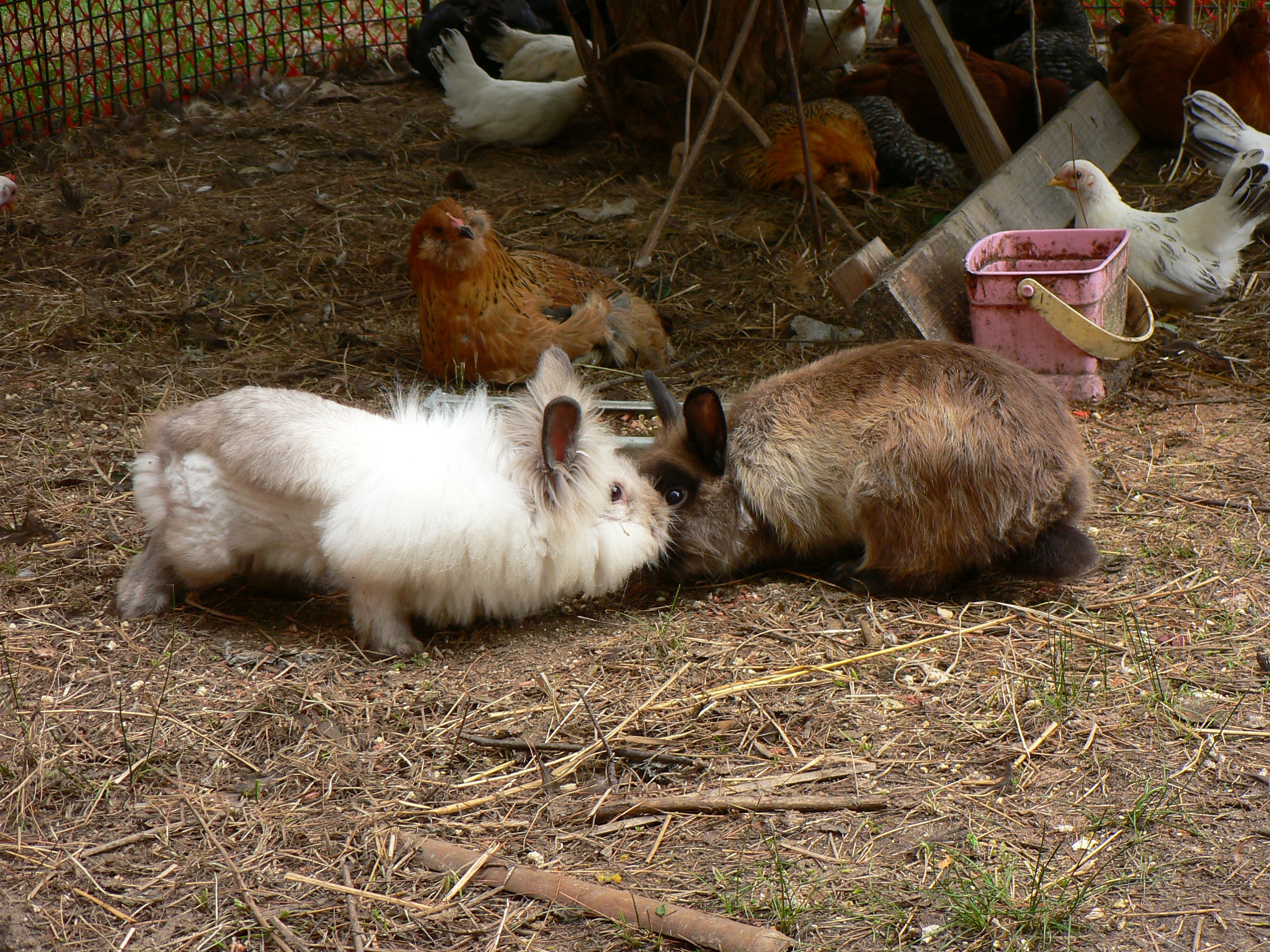 Bradly & Goliath <3  (Bradly had to have a haircut to be outside since he was soooooo fluffy!! starting to grow back in now)