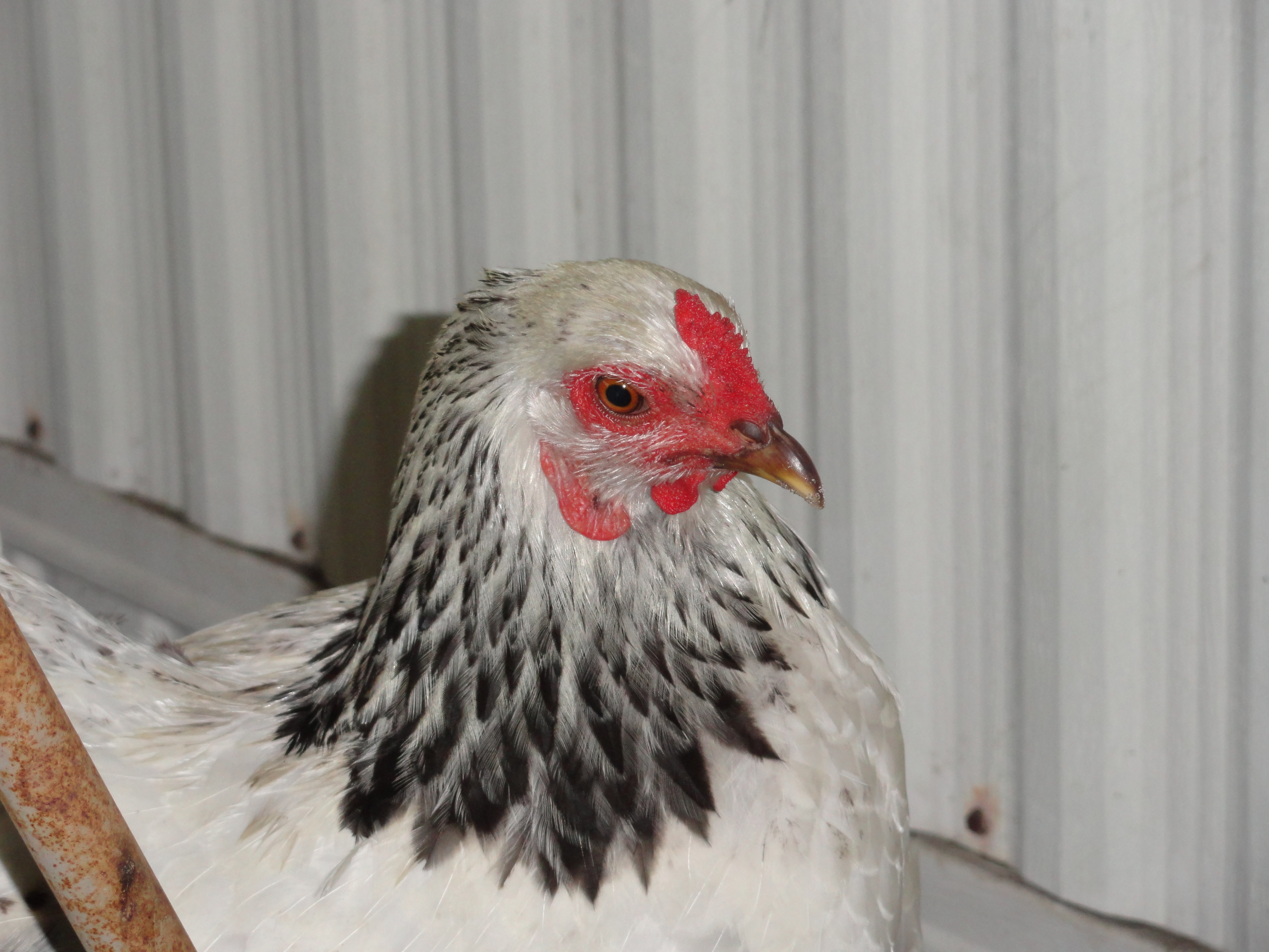 Brah the Brahma